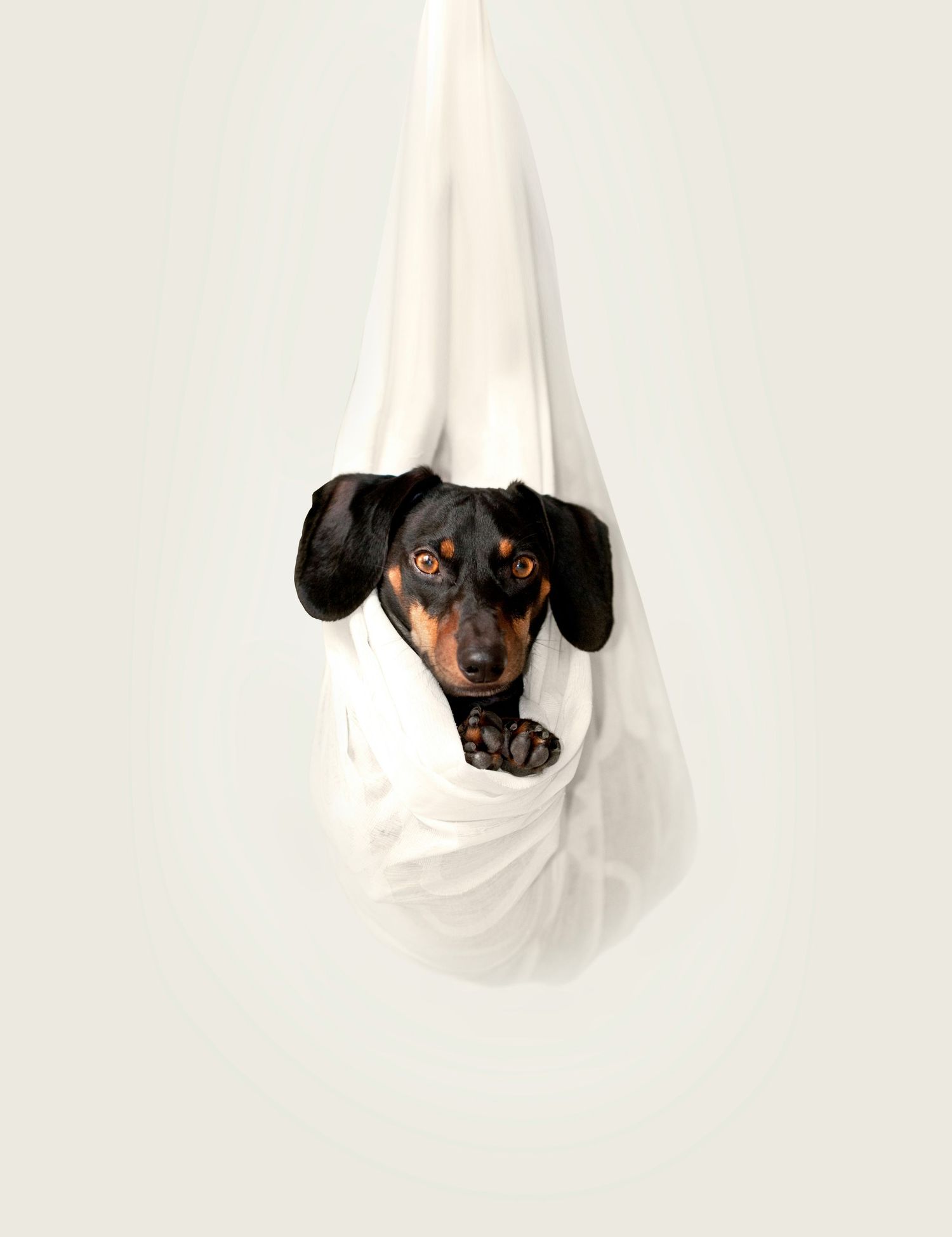 A series of black and brown dachshund dogs playfully peeking out from white fabric in a progressive sequence.