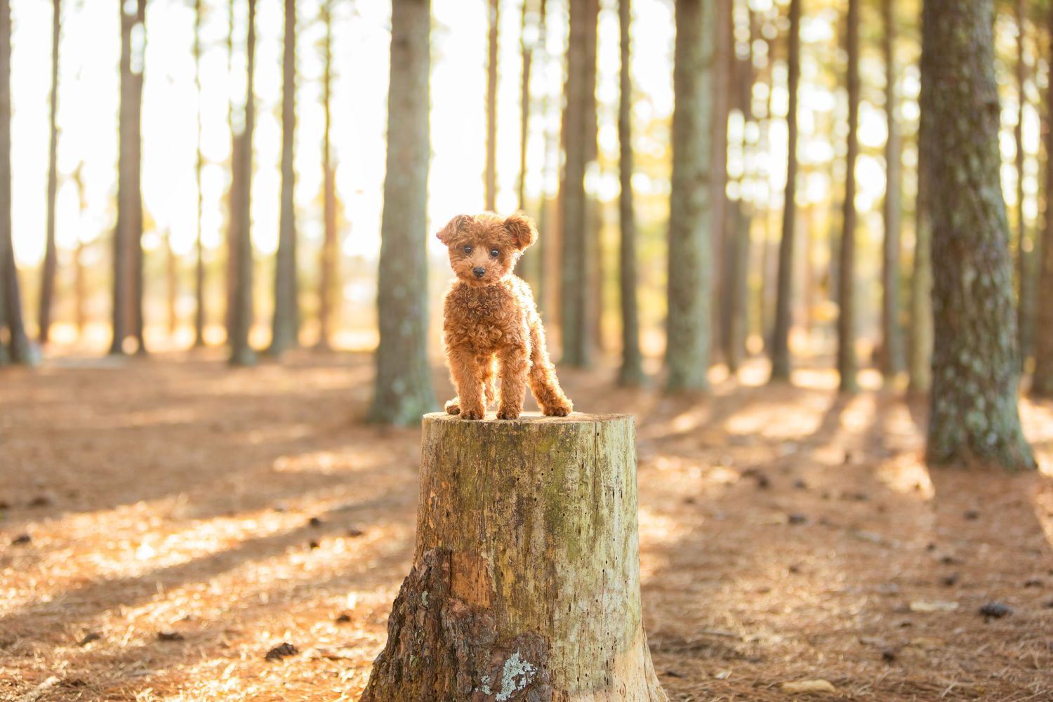 Small poodle puppy sitting on tree stump in sunlit forest.
