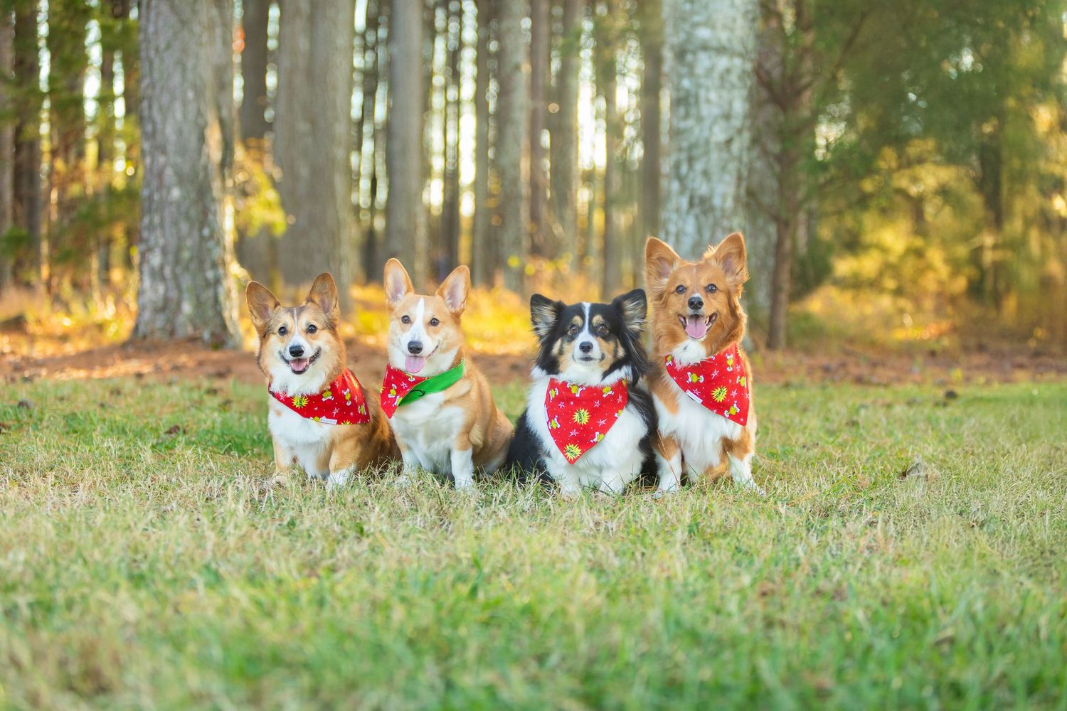 Five Husky dogs wearing red bandanas sitting together on grass in an autumn forest setting.
