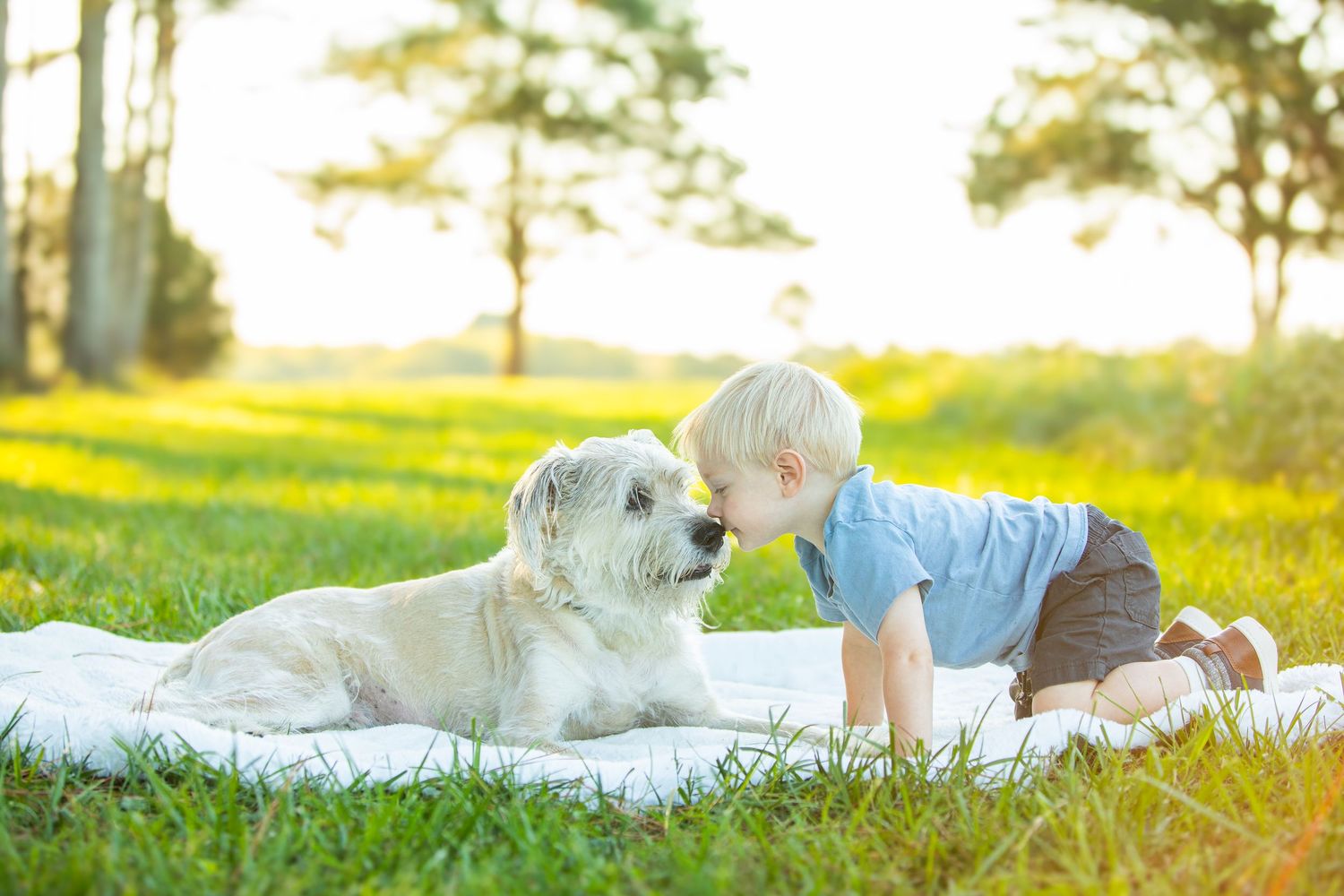 A person lies on a grassy lawn with a white husky dog during a golden sunset hour moment.