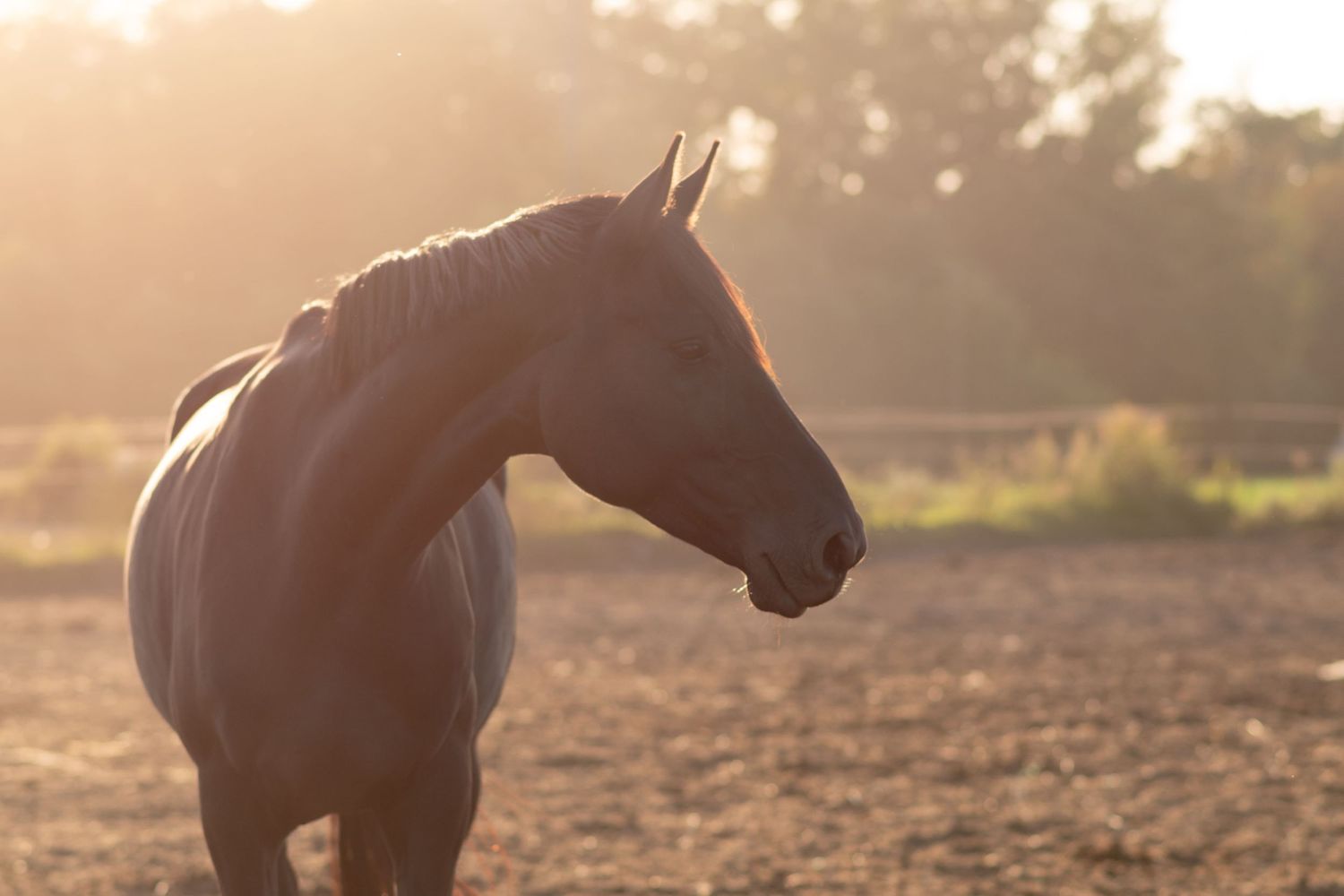 klub jeździecki kj Byndas horses Sypniewo poznań armanda Szymon Byndas konie koń zdjęcia sesja zdjęciowa z koniem konna koń konie fotograf