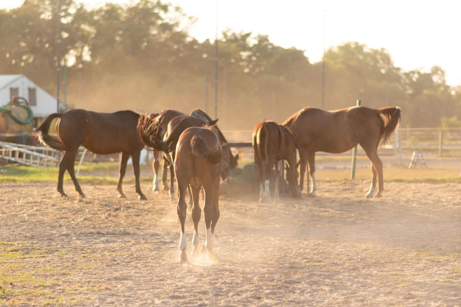 klub jeździecki kj Byndas horses Sypniewo poznań armanda Szymon Byndas konie koń zdjęcia sesja zdjęciowa z koniem konna koń konie fotograf