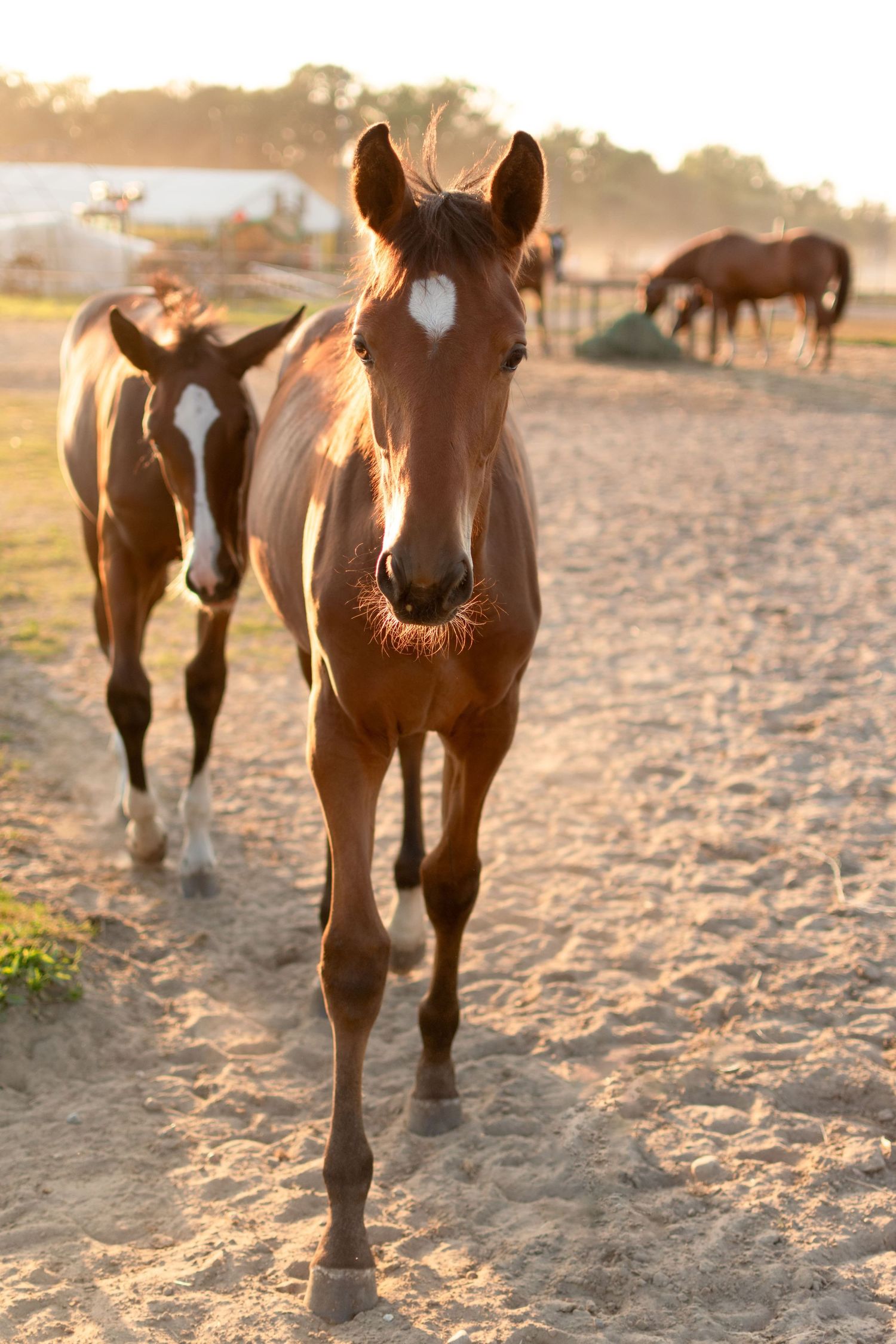klub jeździecki kj Byndas horses Sypniewo poznań armanda Szymon Byndas konie koń zdjęcia sesja zdjęciowa z koniem konna koń konie fotograf