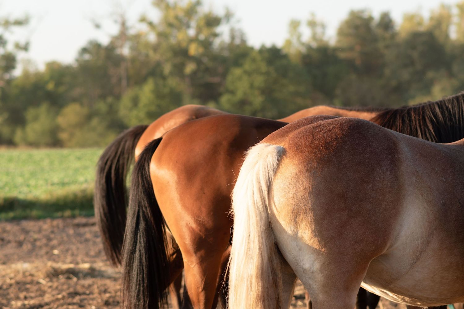 klub jeździecki kj Byndas horses Sypniewo poznań armanda Szymon Byndas konie koń zdjęcia sesja zdjęciowa z koniem konna koń konie fotograf