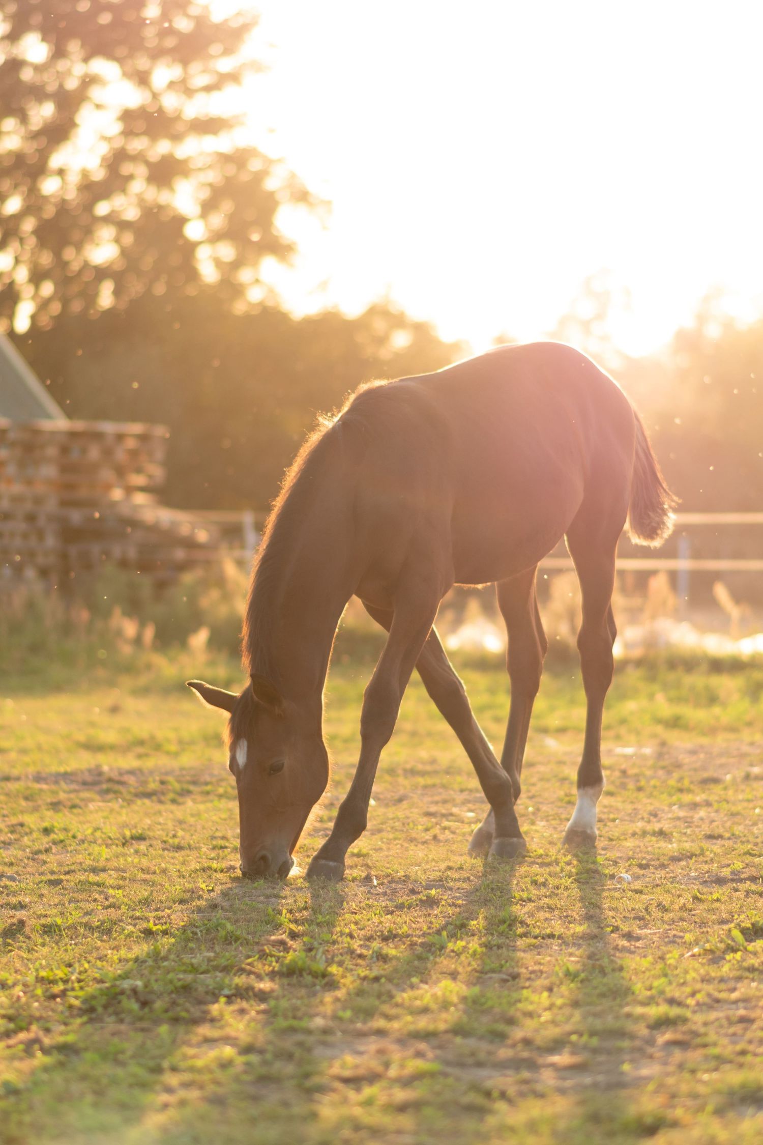 klub jeździecki kj Byndas horses Sypniewo poznań armanda Szymon Byndas konie koń zdjęcia sesja zdjęciowa z koniem konna koń konie fotograf
