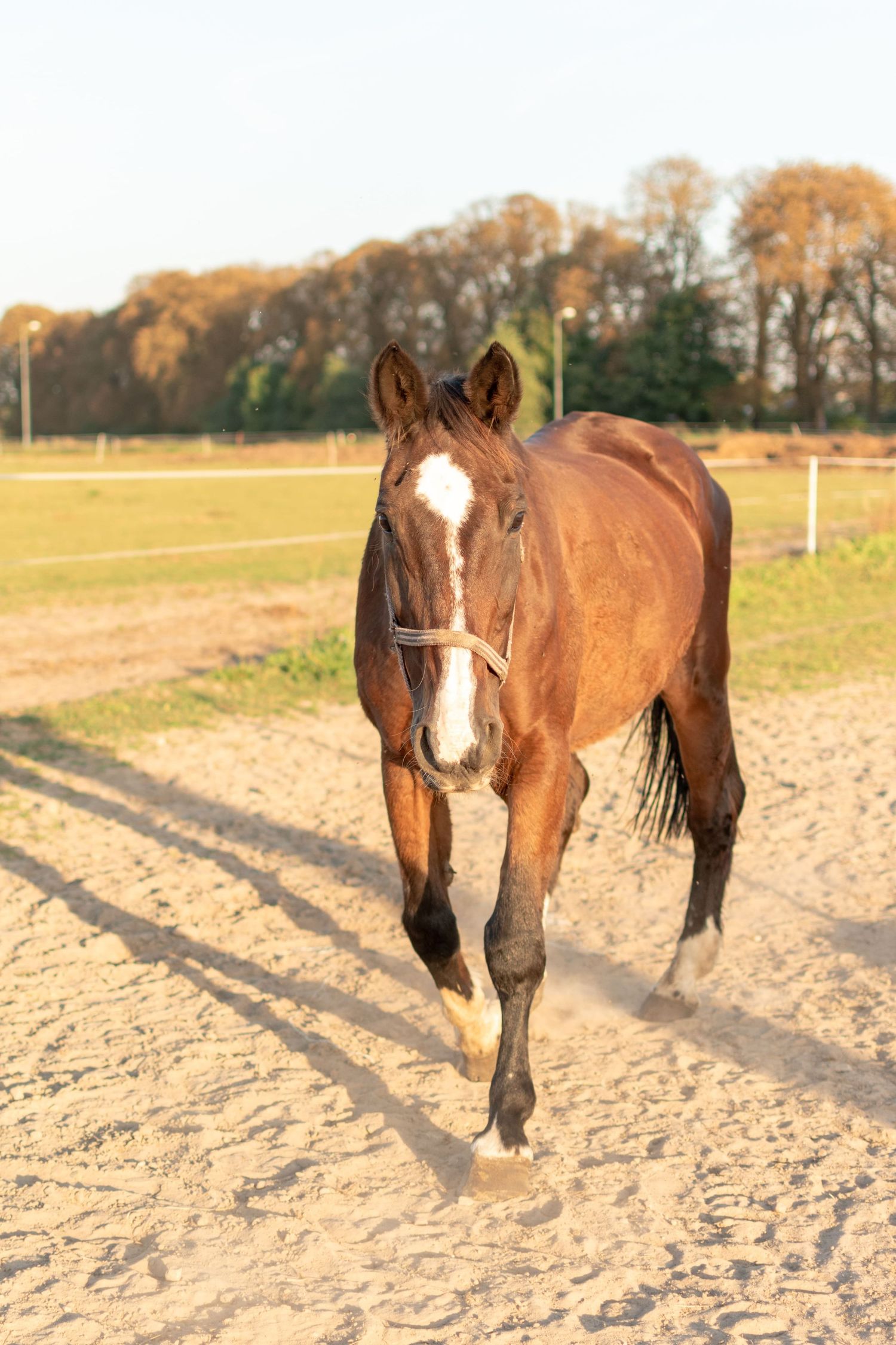 klub jeździecki kj Byndas horses Sypniewo poznań armanda Szymon Byndas konie koń zdjęcia sesja zdjęciowa z koniem konna koń konie fotograf