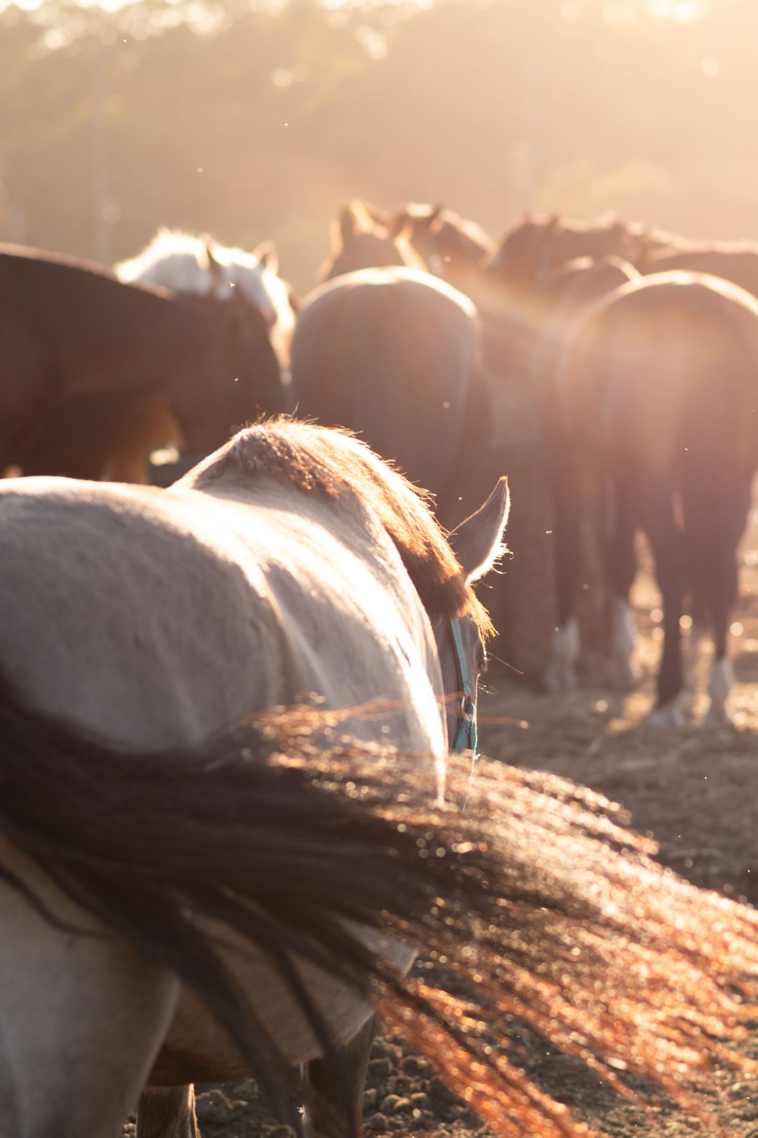 klub jeździecki kj Byndas horses Sypniewo poznań armanda Szymon Byndas konie koń zdjęcia sesja zdjęciowa z koniem konna koń konie fotograf
