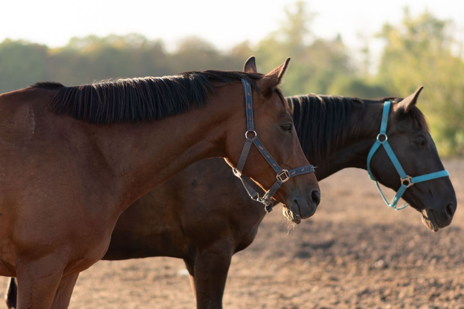klub jeździecki kj Byndas horses Sypniewo poznań armanda Szymon Byndas konie koń zdjęcia sesja zdjęciowa z koniem konna koń konie fotograf