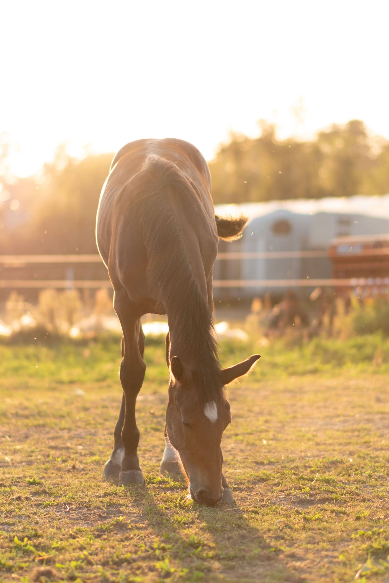 klub jeździecki kj Byndas horses Sypniewo poznań armanda Szymon Byndas konie koń zdjęcia sesja zdjęciowa z koniem konna koń konie fotograf