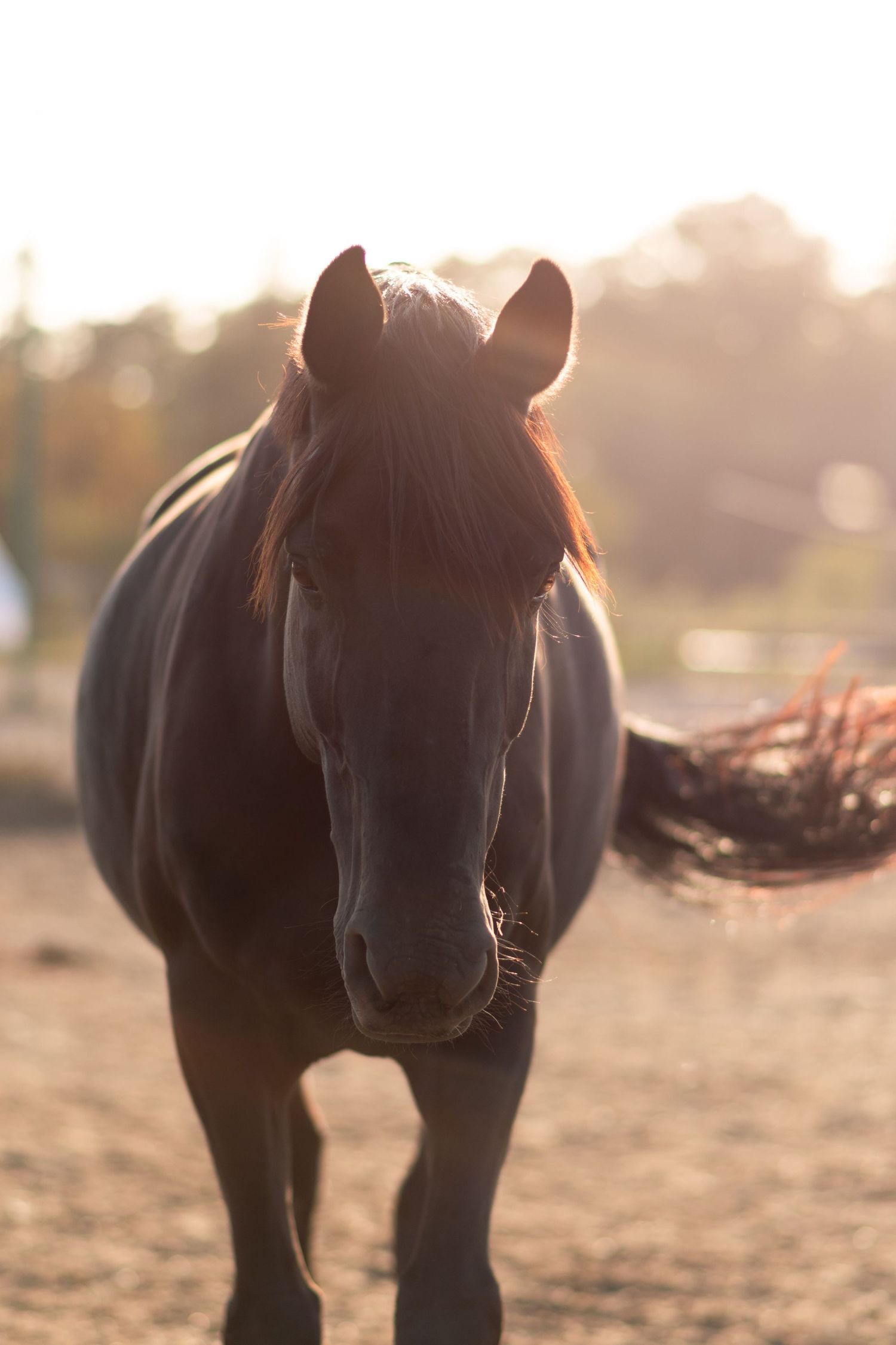 klub jeździecki kj Byndas horses Sypniewo poznań armanda Szymon Byndas konie koń zdjęcia sesja zdjęciowa z koniem konna koń konie fotograf