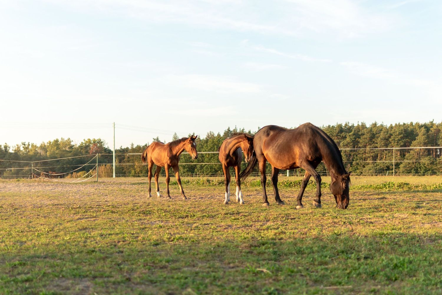 klub jeździecki kj Byndas horses Sypniewo poznań armanda Szymon Byndas konie koń zdjęcia sesja zdjęciowa z koniem konna koń konie fotograf