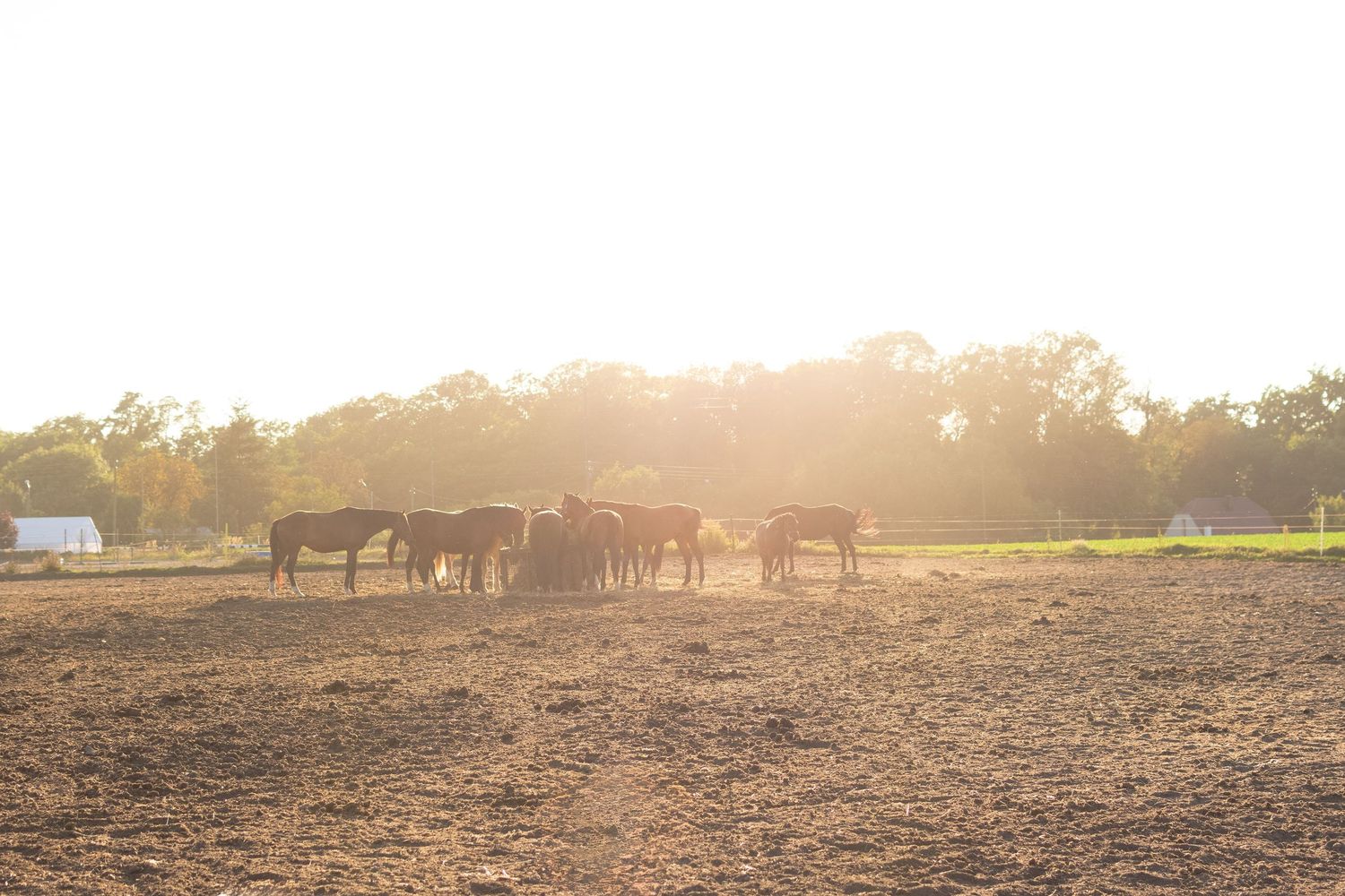 klub jeździecki kj Byndas horses Sypniewo poznań armanda Szymon Byndas konie koń zdjęcia sesja zdjęciowa z koniem konna koń konie fotograf