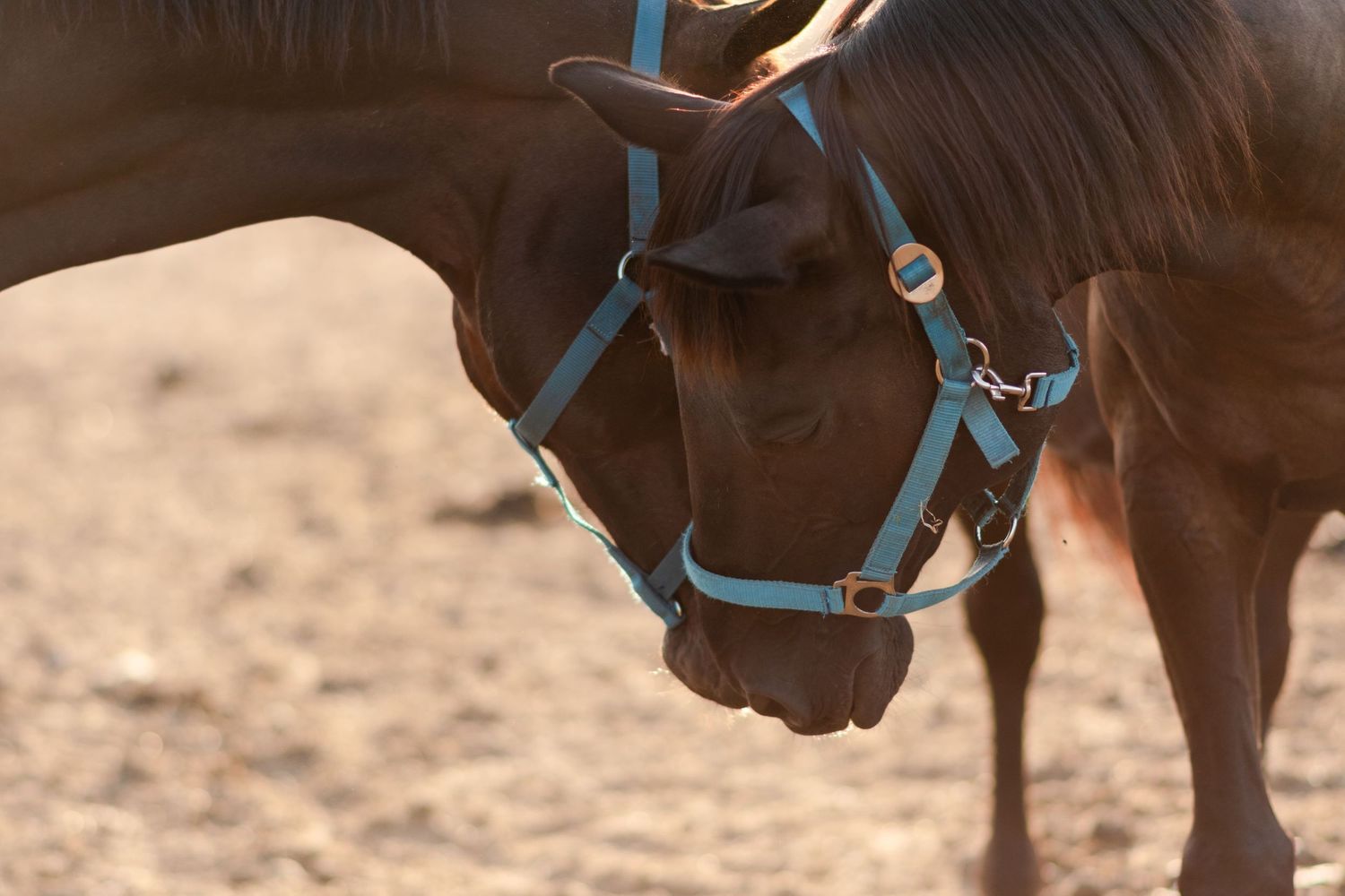 klub jeździecki kj Byndas horses Sypniewo poznań armanda Szymon Byndas konie koń zdjęcia sesja zdjęciowa z koniem konna koń konie fotograf