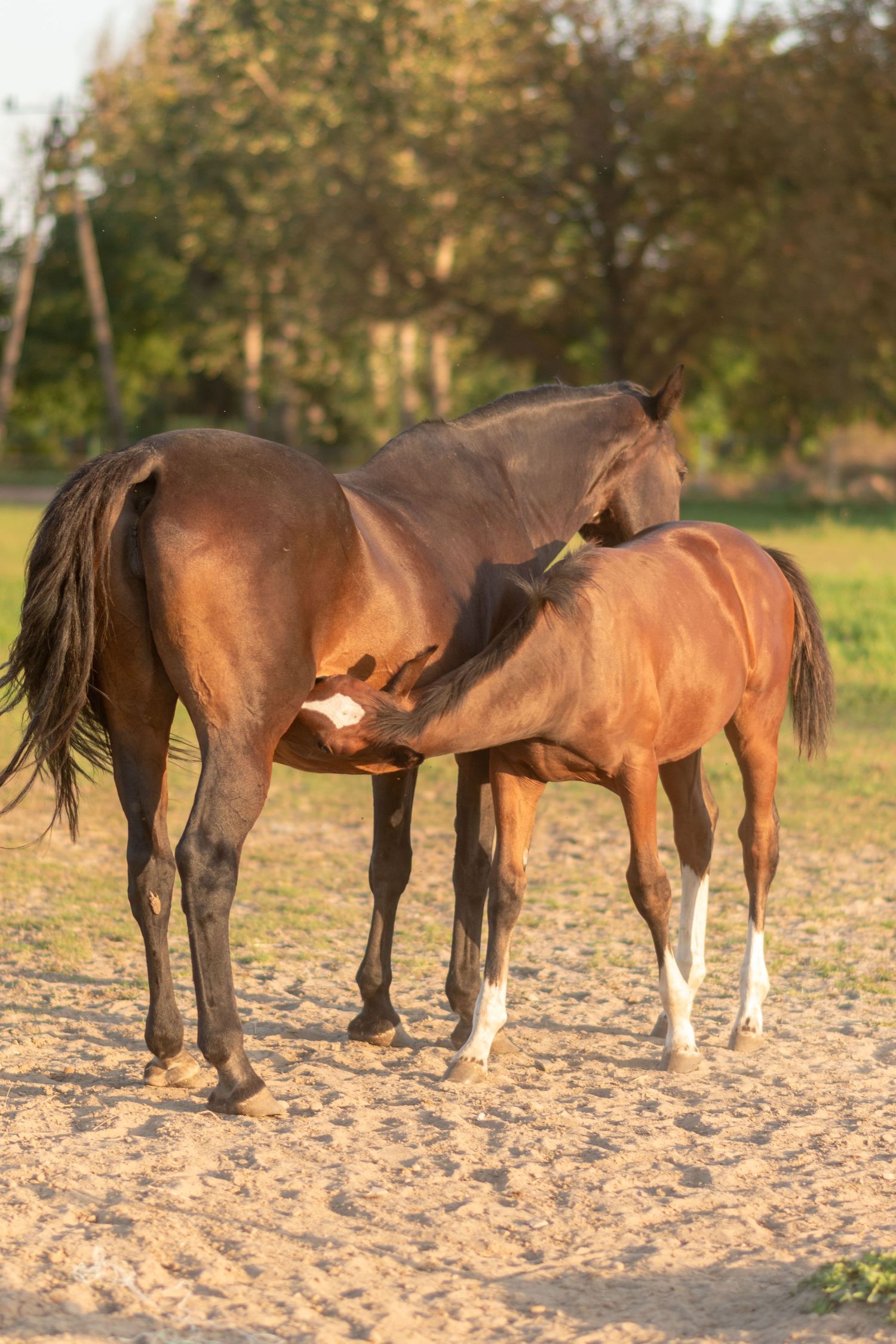 klub jeździecki kj Byndas horses Sypniewo poznań armanda Szymon Byndas konie koń zdjęcia sesja zdjęciowa z koniem konna koń konie fotograf