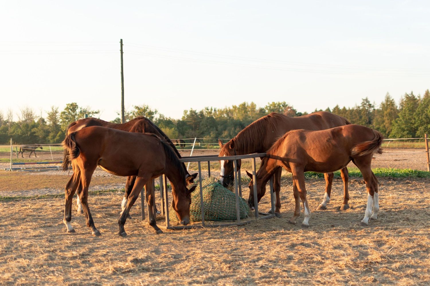 klub jeździecki kj Byndas horses Sypniewo poznań armanda Szymon Byndas konie koń zdjęcia sesja zdjęciowa z koniem konna koń konie fotograf