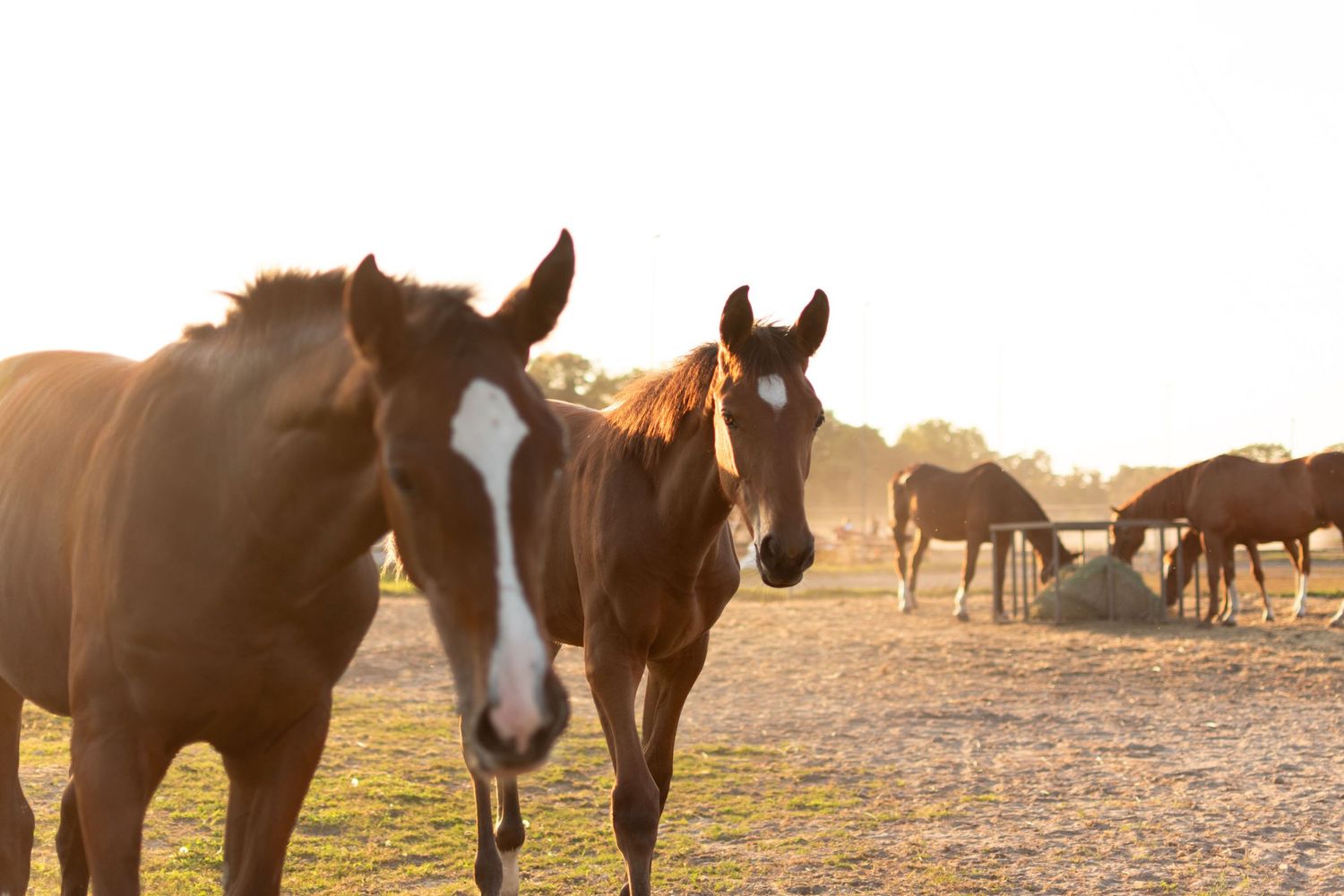 klub jeździecki kj Byndas horses Sypniewo poznań armanda Szymon Byndas konie koń zdjęcia sesja zdjęciowa z koniem konna koń konie fotograf