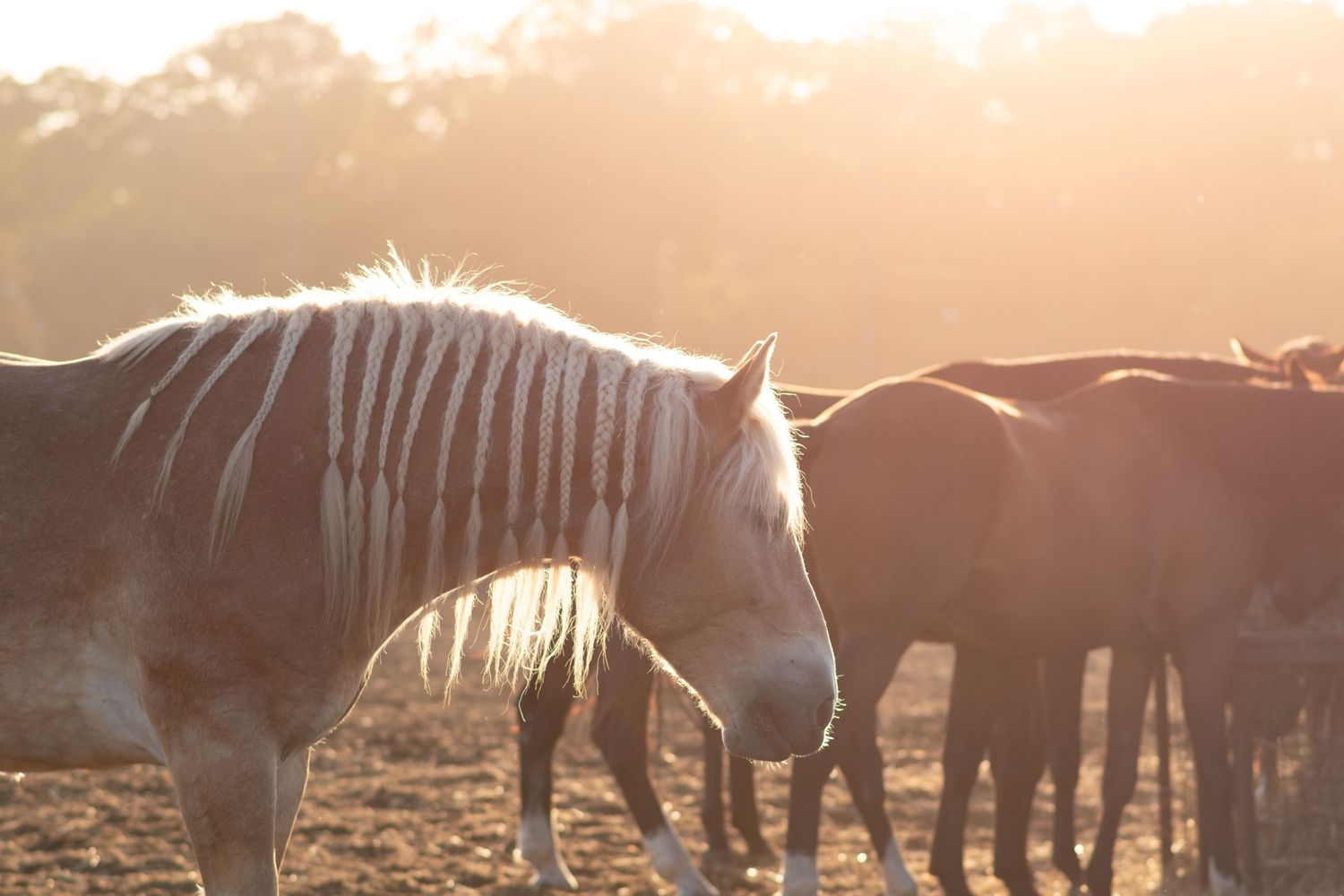 klub jeździecki kj Byndas horses Sypniewo poznań armanda Szymon Byndas konie koń zdjęcia sesja zdjęciowa z koniem konna koń konie fotograf