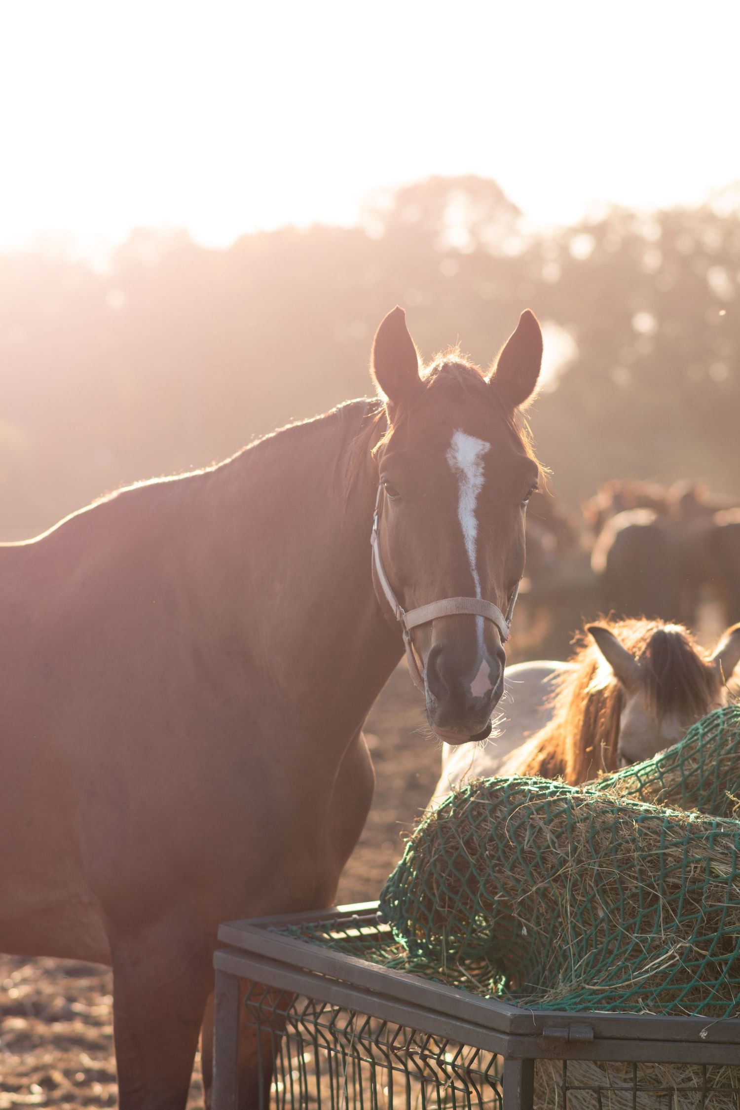klub jeździecki kj Byndas horses Sypniewo poznań armanda Szymon Byndas konie koń zdjęcia sesja zdjęciowa z koniem konna koń konie fotograf