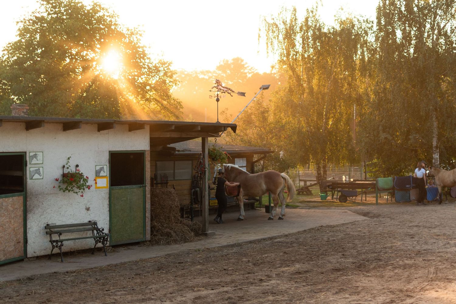 klub jeździecki kj Byndas horses Sypniewo poznań armanda Szymon Byndas konie koń zdjęcia sesja zdjęciowa z koniem konna koń konie fotograf