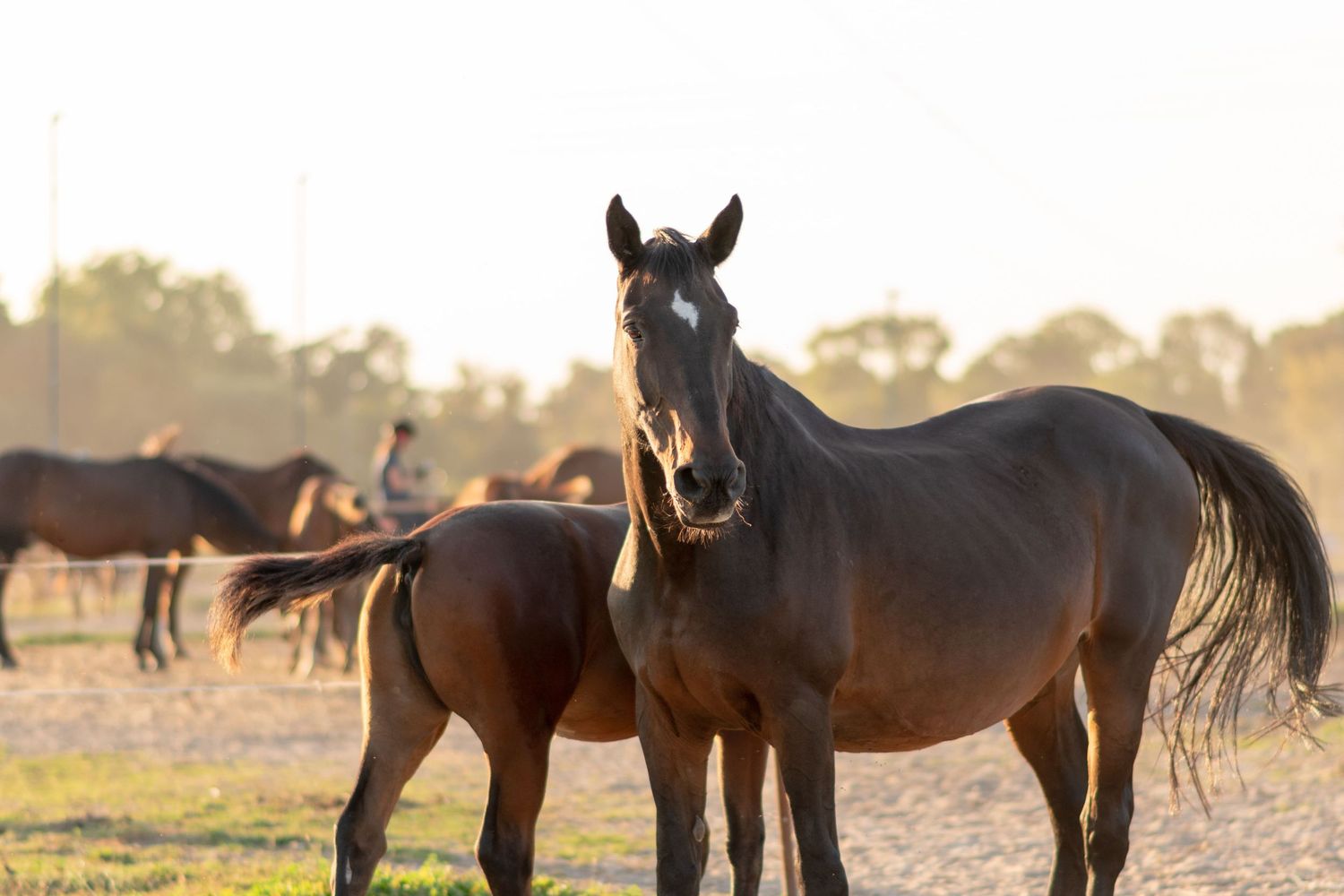 klub jeździecki kj Byndas horses Sypniewo poznań armanda Szymon Byndas konie koń zdjęcia sesja zdjęciowa z koniem konna koń konie fotograf
