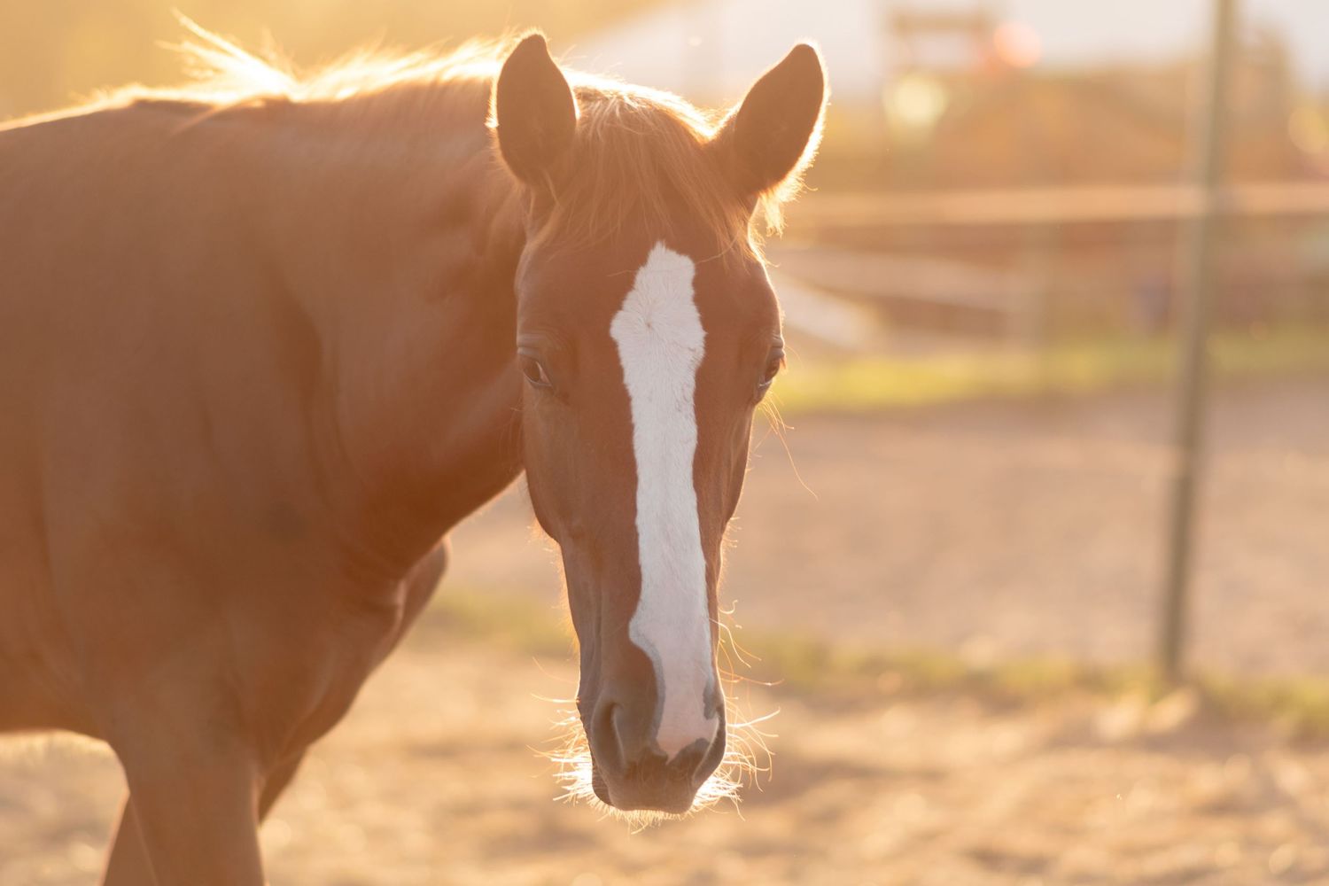 klub jeździecki kj Byndas horses Sypniewo poznań armanda Szymon Byndas konie koń zdjęcia sesja zdjęciowa z koniem konna koń konie fotograf