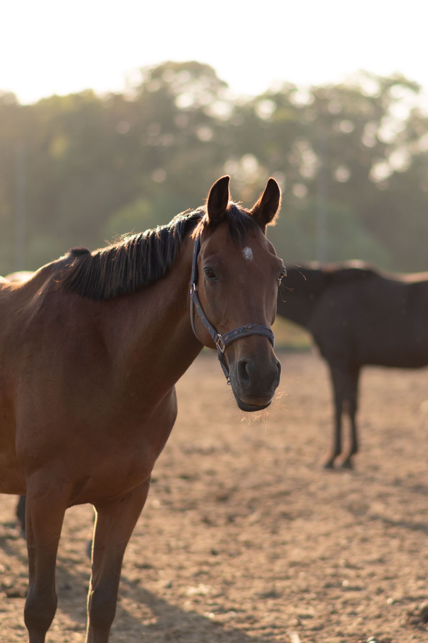 klub jeździecki kj Byndas horses Sypniewo poznań armanda Szymon Byndas konie koń zdjęcia sesja zdjęciowa z koniem konna koń konie fotograf