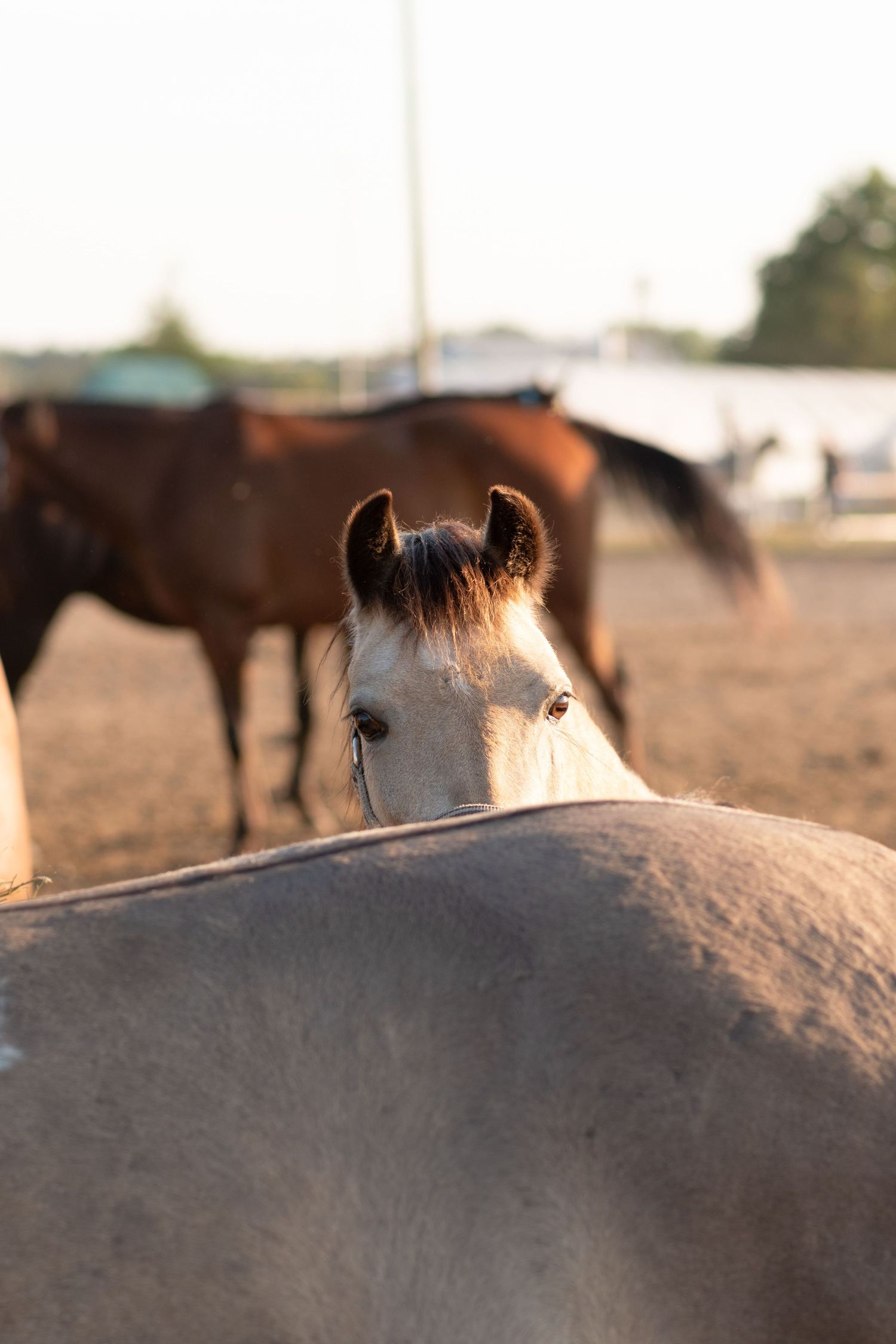 klub jeździecki kj Byndas horses Sypniewo poznań armanda Szymon Byndas konie koń zdjęcia sesja zdjęciowa z koniem konna koń konie fotograf