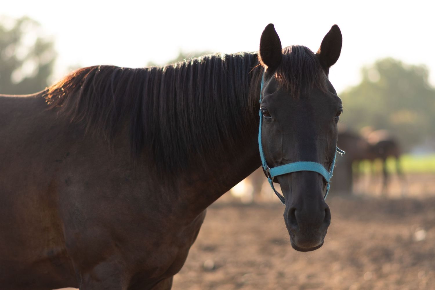 klub jeździecki kj Byndas horses Sypniewo poznań armanda Szymon Byndas konie koń zdjęcia sesja zdjęciowa z koniem konna koń konie fotograf