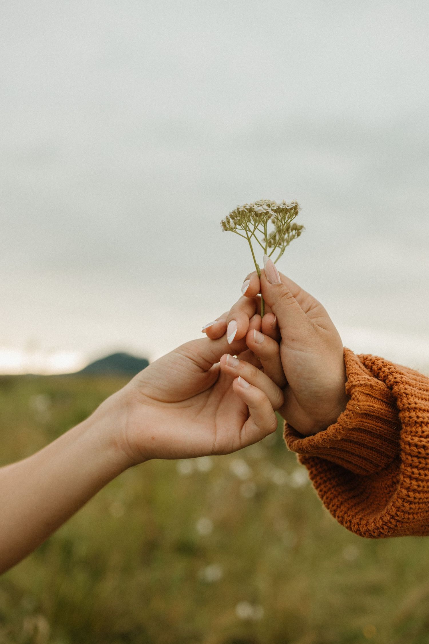 Two hands reaching together to hold a delicate dried wildflower against a misty landscape backdrop.
