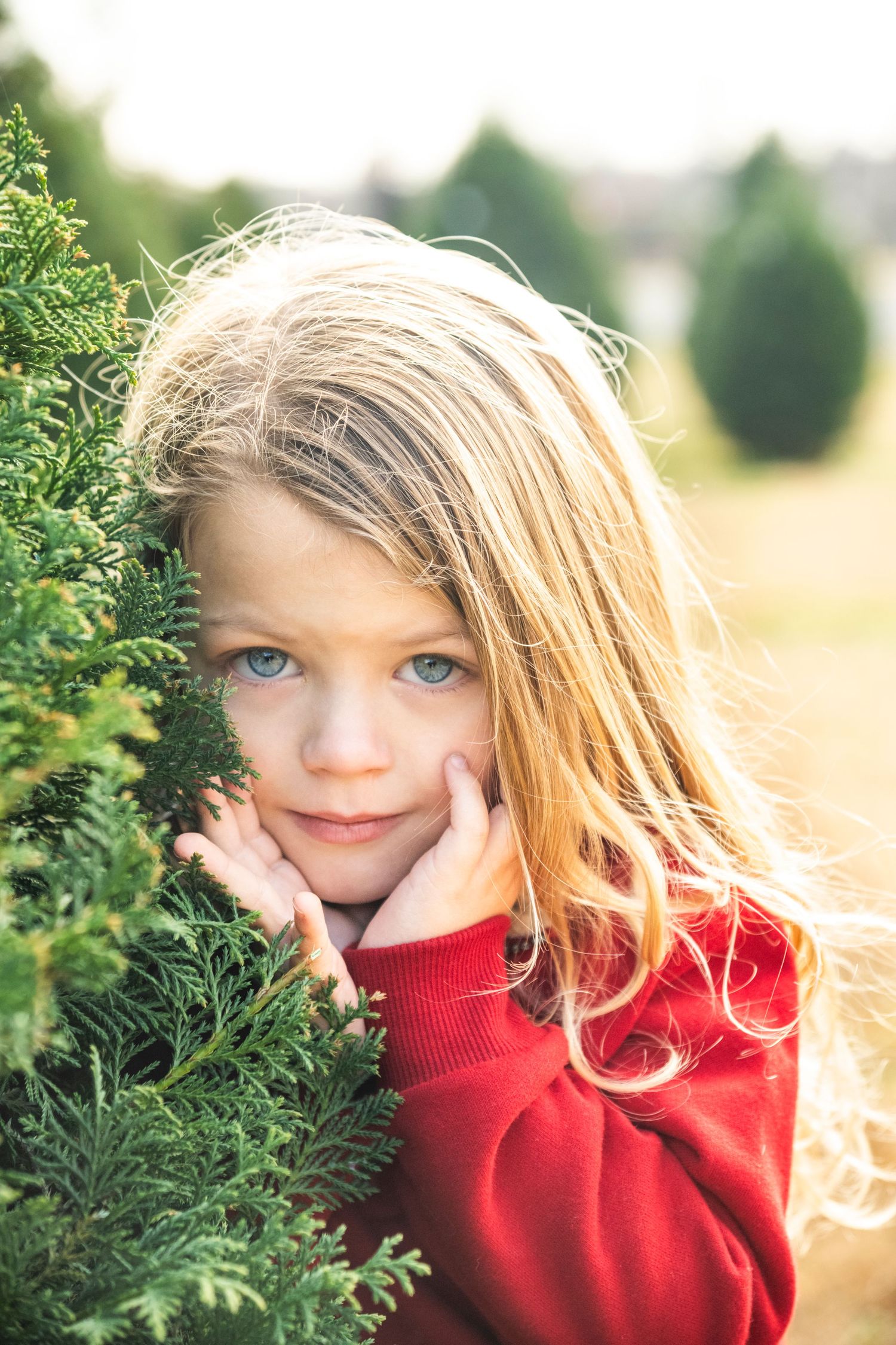 Young child in red sweater peeking out from behind evergreen branches on a bright sunny day.