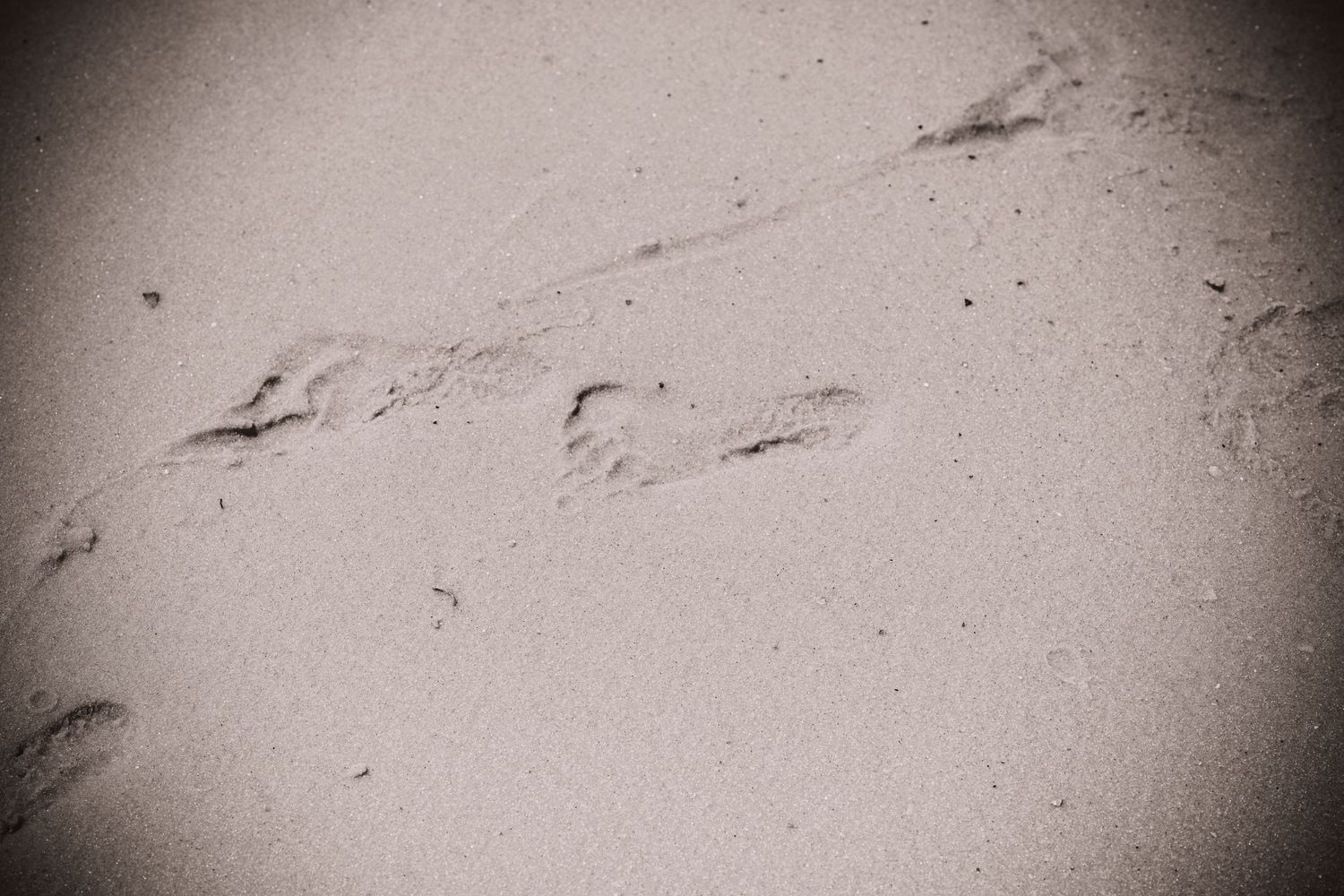 Child's footprints in the sandy beaches of Gulf Shores, AL.