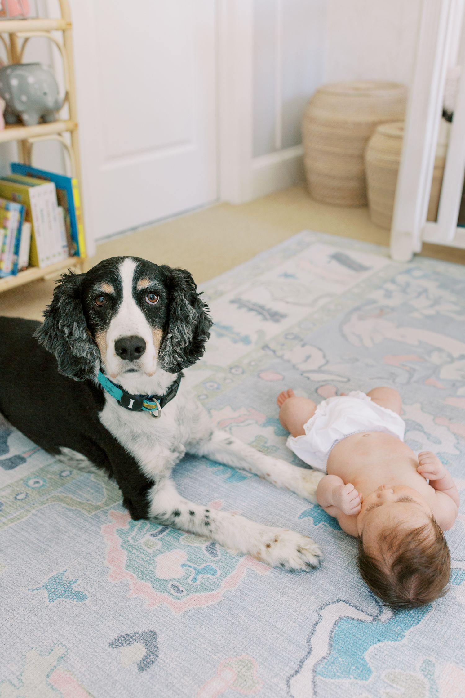 Black and white springer spaniel dog lying on patterned rug next to resting baby.