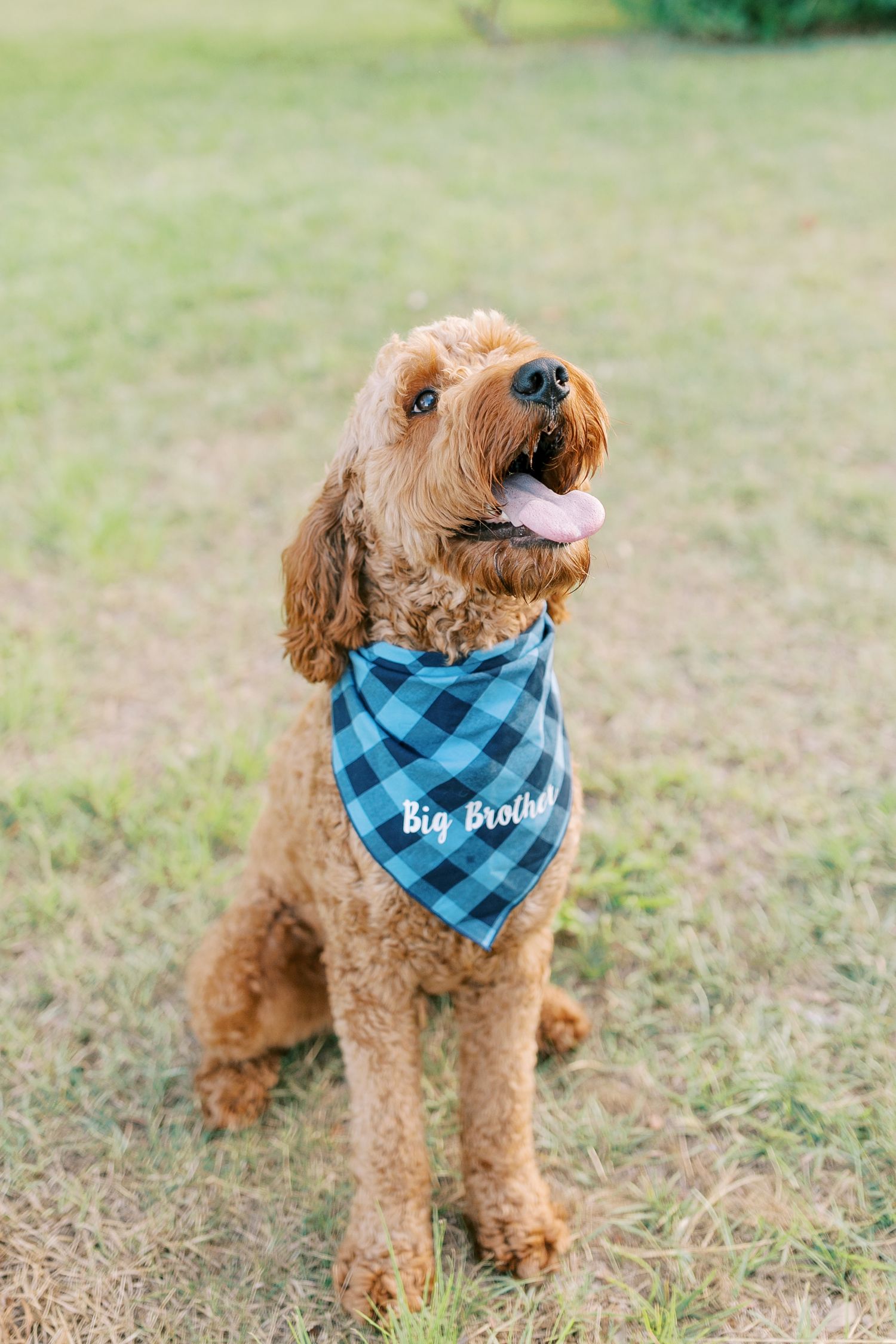 Goldendoodle dog wearing blue plaid bandana sits on grass while looking up with happy expression.
