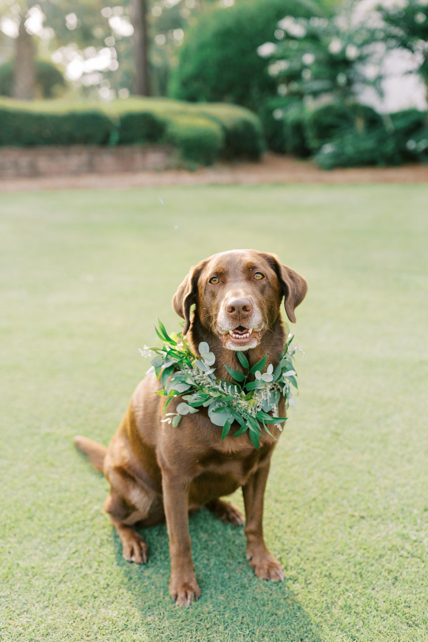 A chocolate lab wearing a green floral wreath collar sits on a manicured lawn.