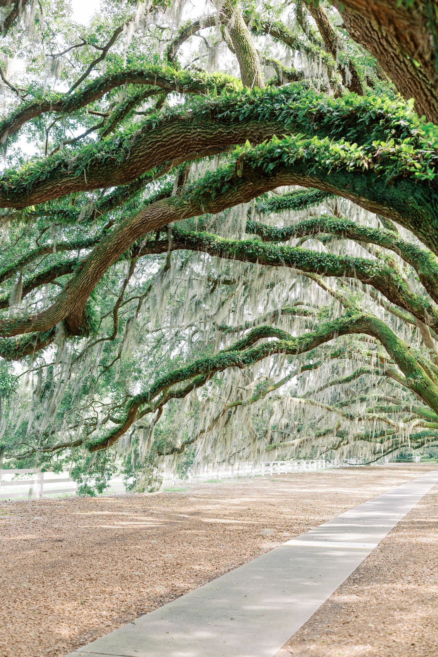 A scenic pathway under massive live oak trees draped with Spanish moss in the American South.