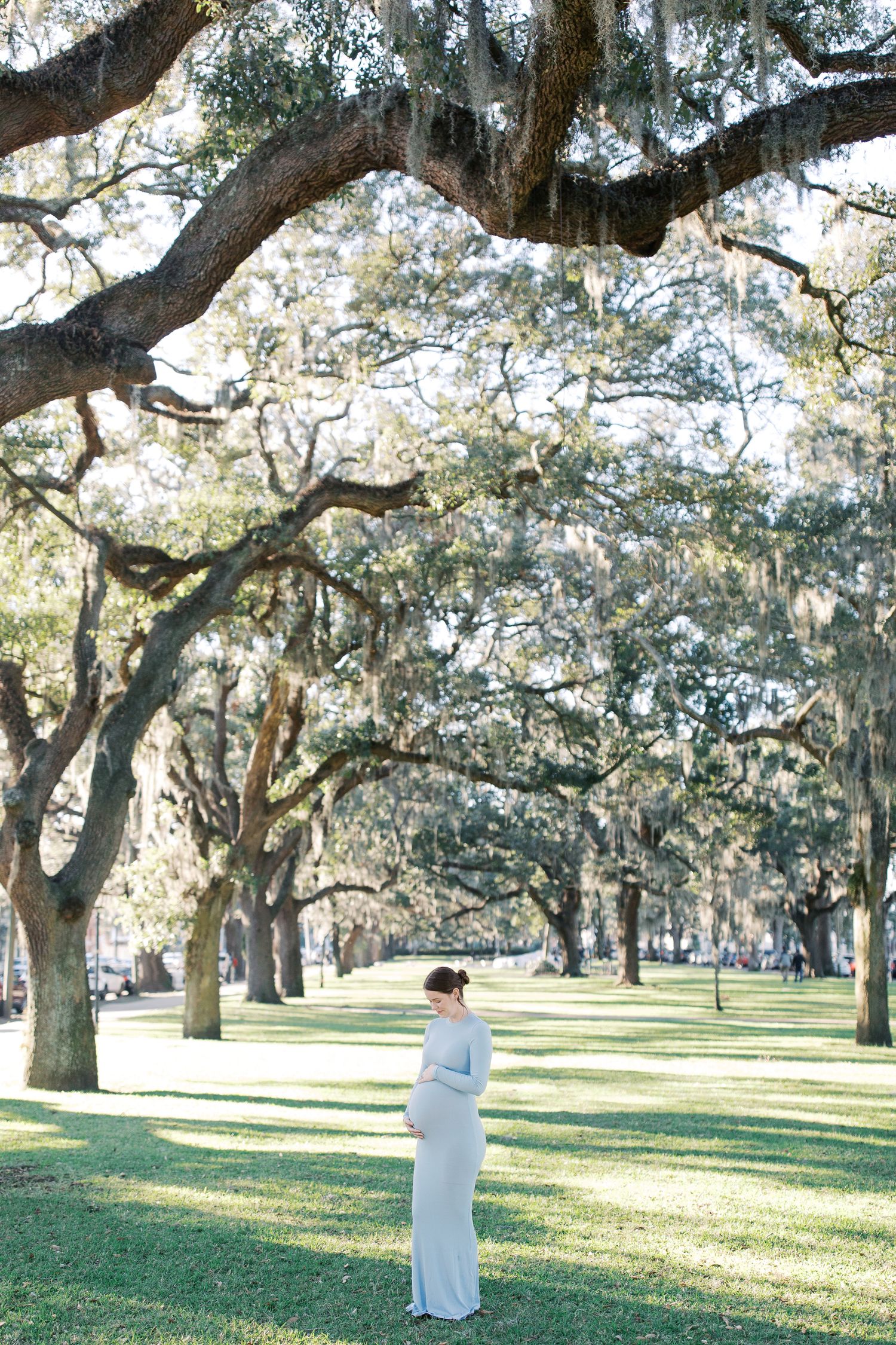 Oak trees with hanging Spanish moss create a mystical scene across a serene park lawn in golden sunlight in emmet park