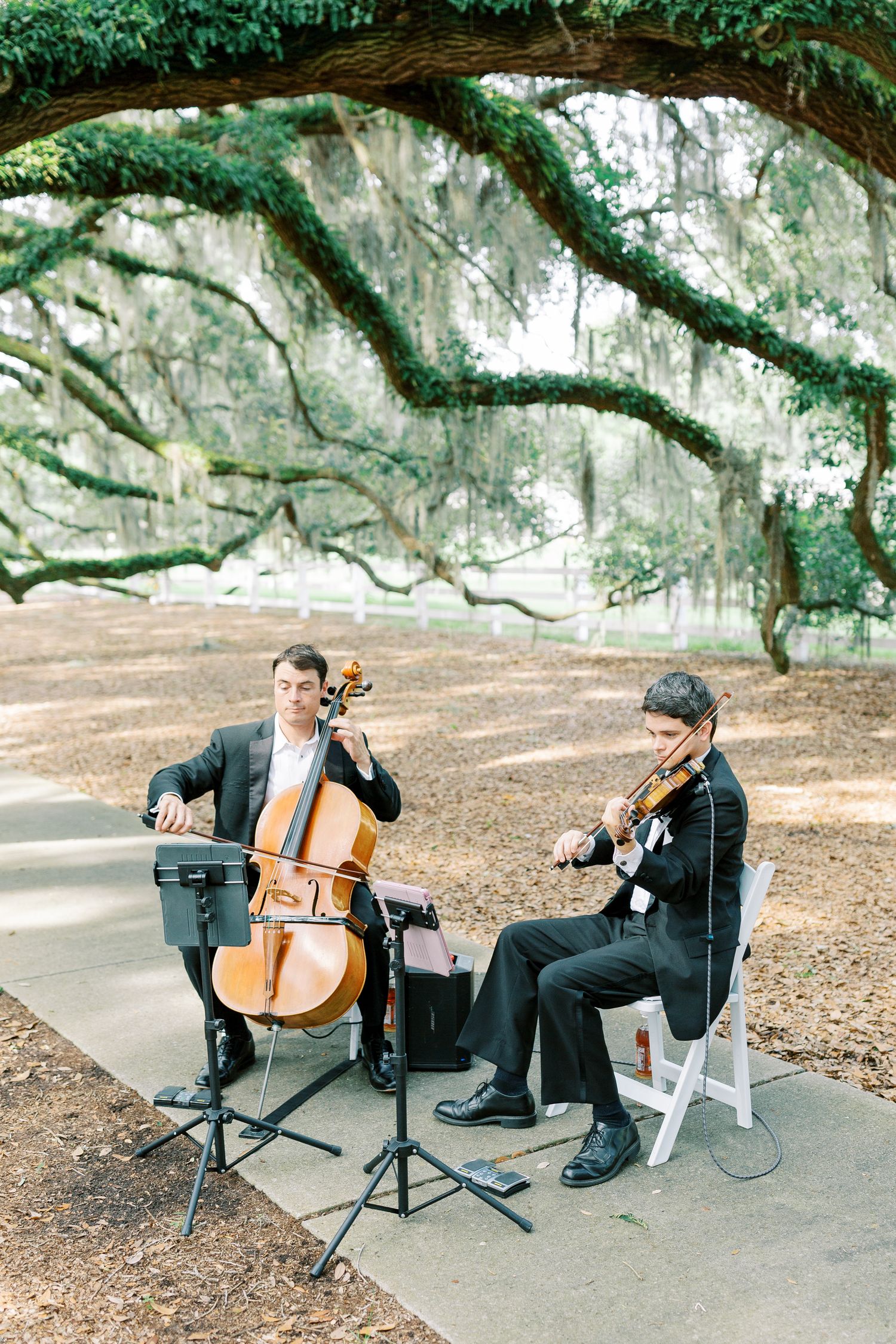 Two musicians performing with cello and violin under Spanish moss-covered oak trees.