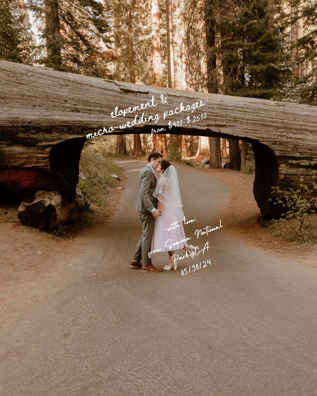 Wedding photograph featuring couple beneath massive fallen tree in redwood forest.