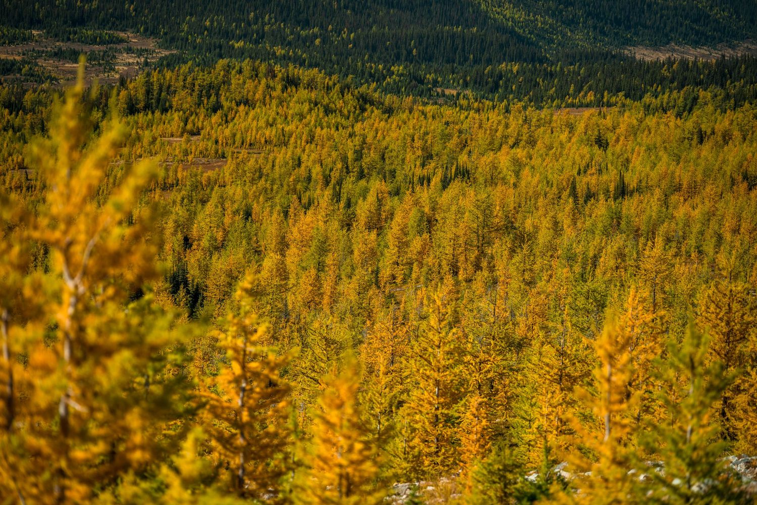 Golden tamarack trees blanket a mountainside forest during autumn, creating a stunning landscape of yellow foliage.