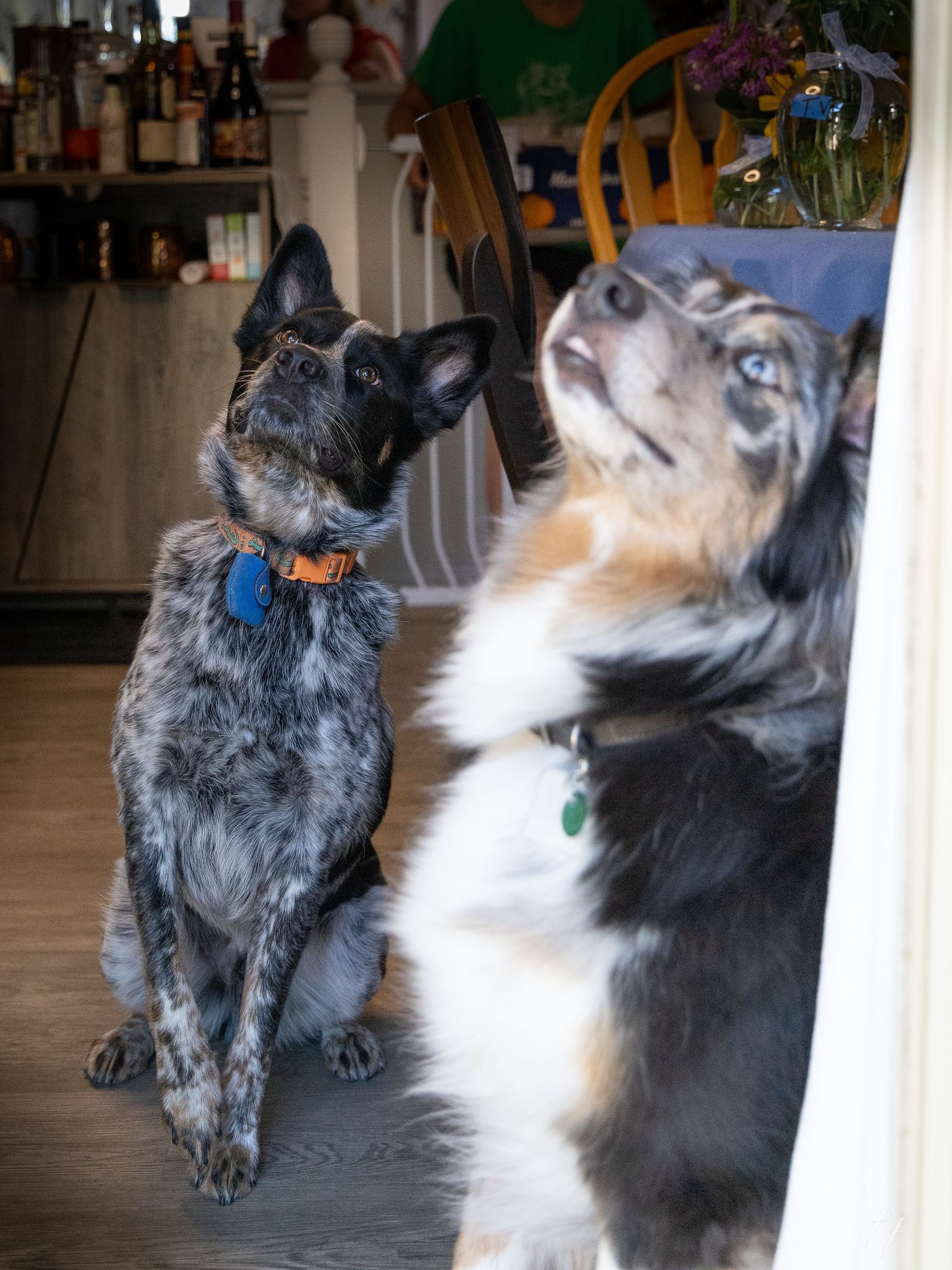 Dogs