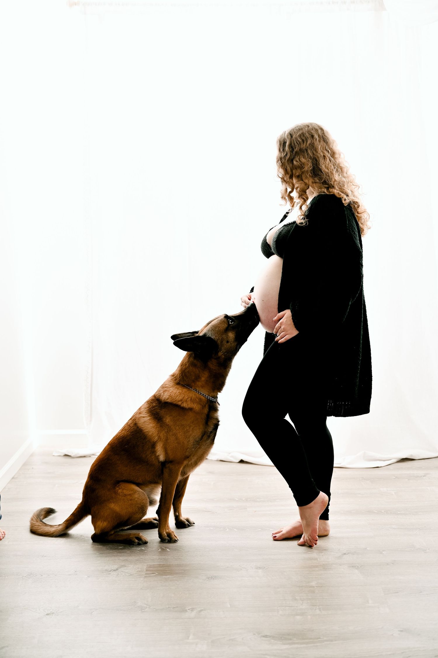 A tender moment between a German Shepherd dog and an expectant mother in black against a white backdrop.