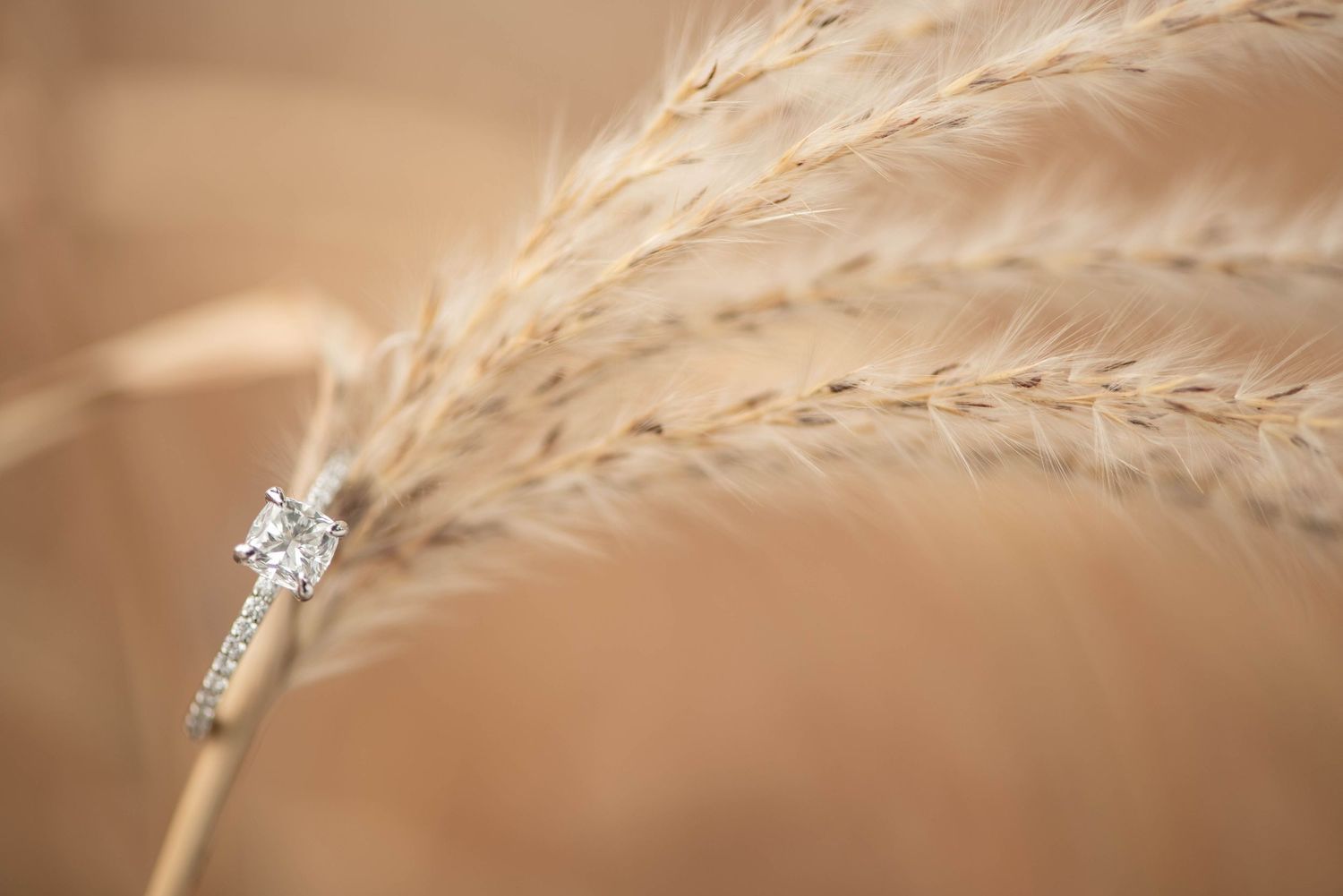 Close-up macro photograph of a delicate diamond engagement ring nestled among beige dried grass stalks.