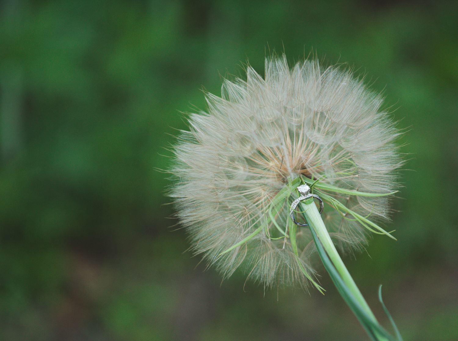 Close-up sequence of a dandelion seed head showing different angles against a green background.