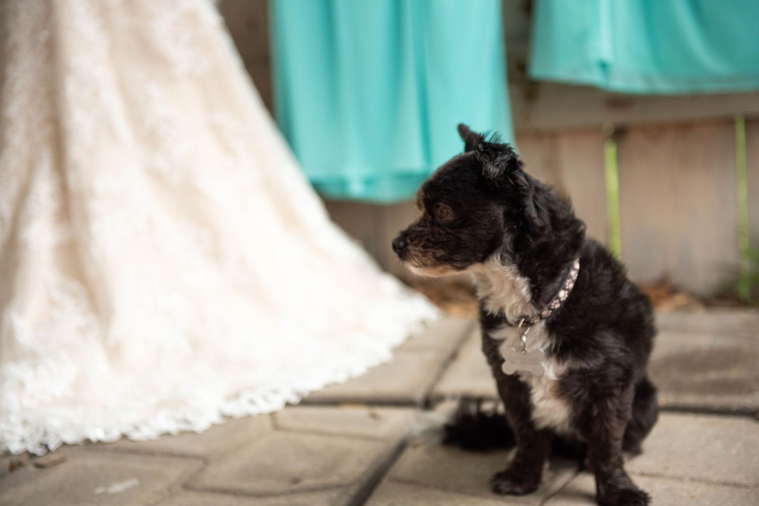 A black and white dog sits patiently on the floor next to flowing white fabric or clothing.