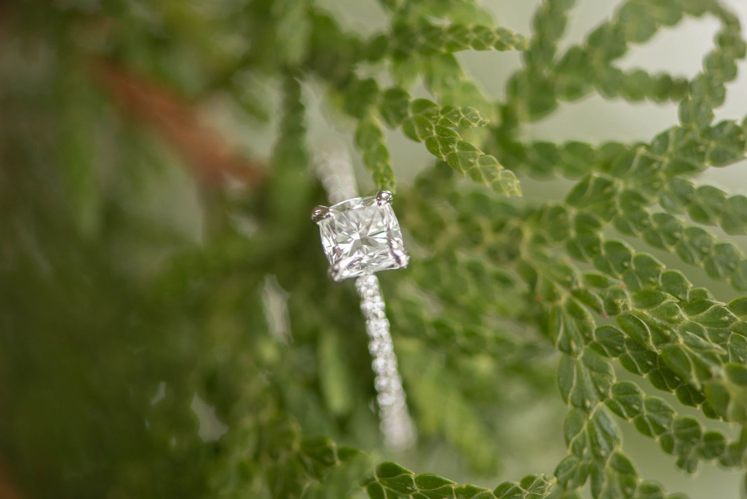 A sparkling diamond engagement ring sits nestled among delicate green fern leaves.