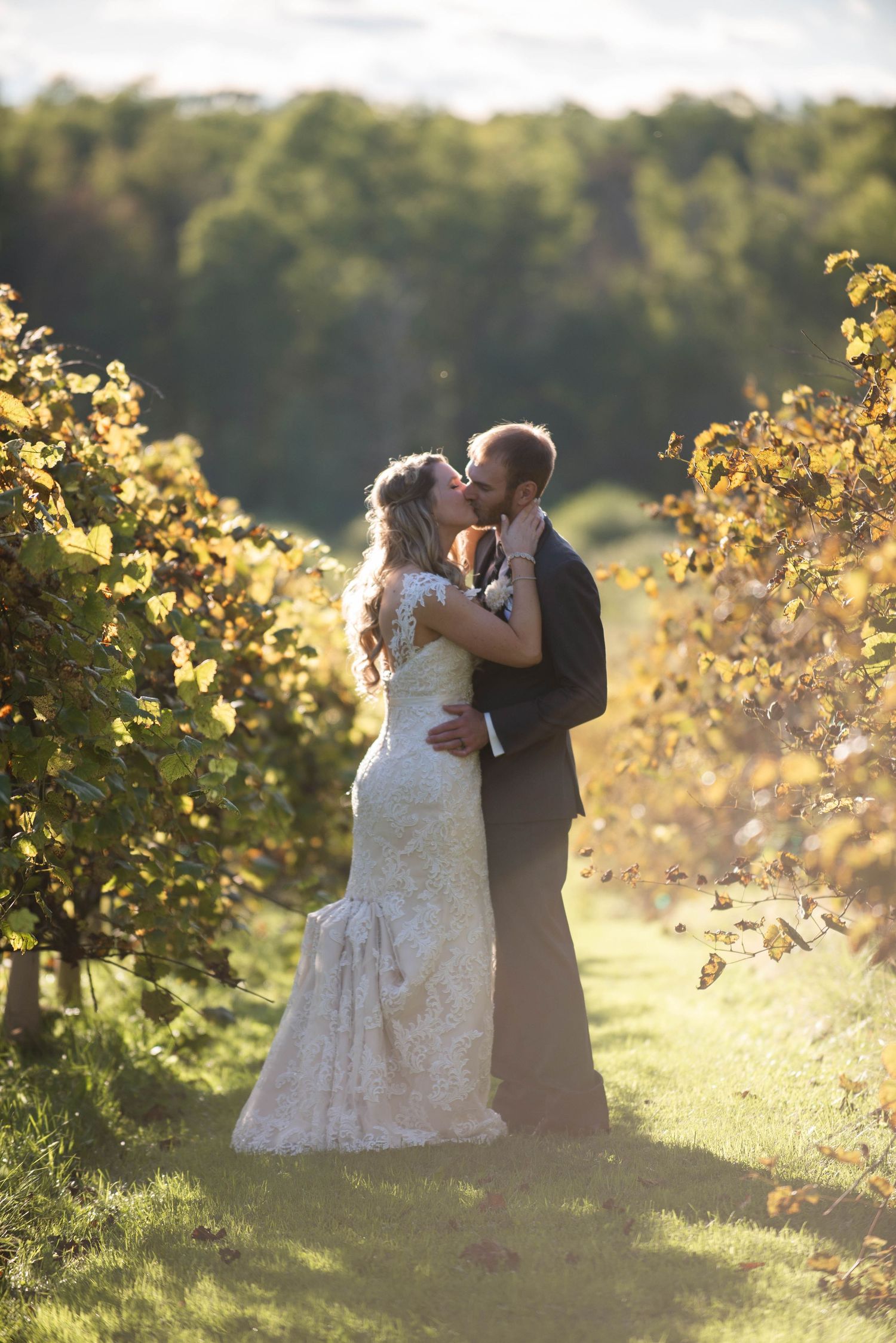 A romantic kiss between newlyweds surrounded by golden sunlit vineyard rows. Rum River Barn Milaca Minnesota Weddings