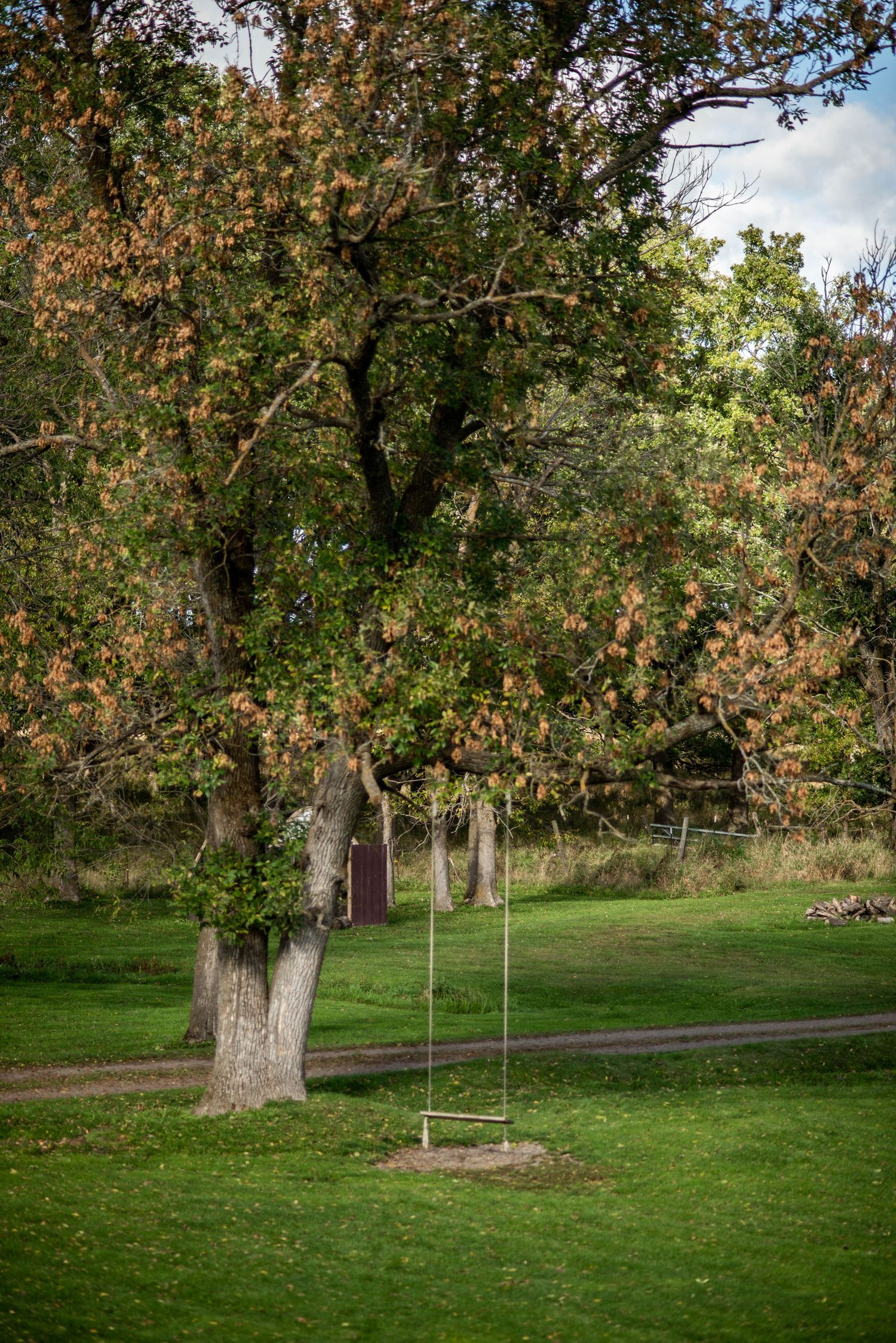 A wooden rope swing hangs from a large tree branch in a serene grassy park during autumn.