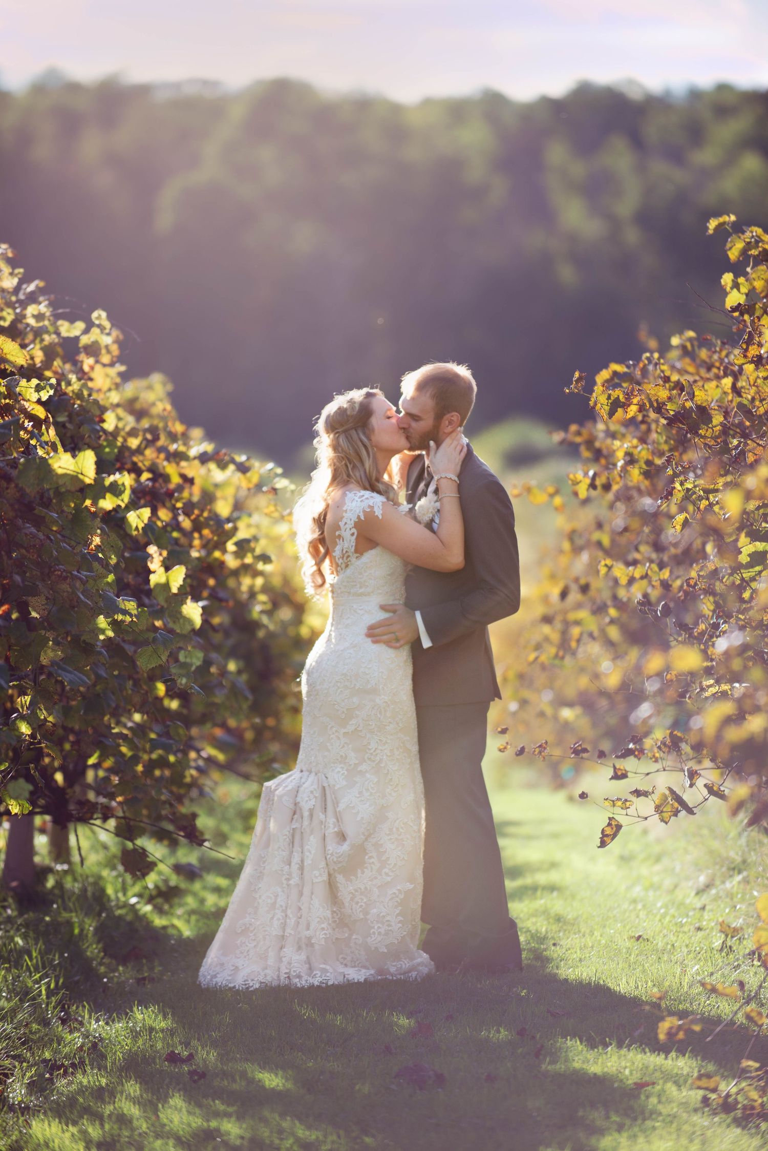 A romantic sunset wedding portrait between golden grape vines in a vineyard. Rum River Barn Milaca Minnesota Weddings