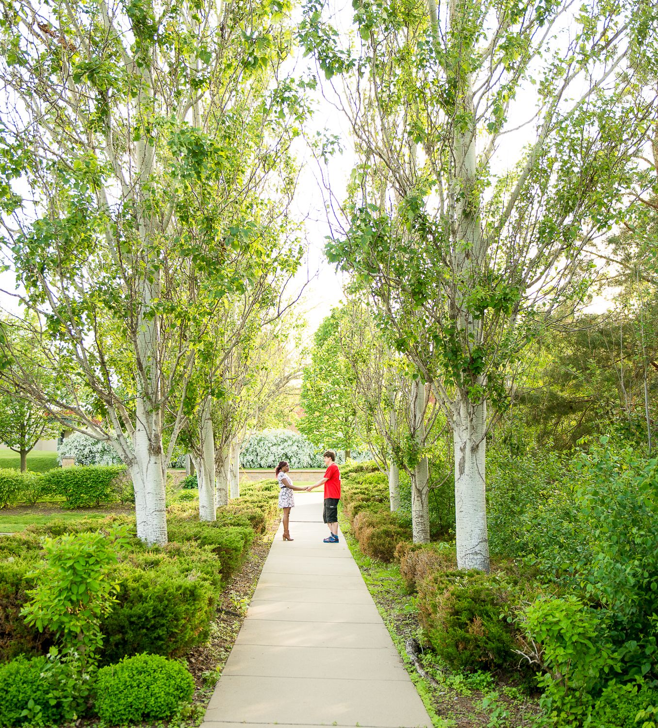 A winding paved pathway through a grove of white-barked trees and green shrubbery on a sunny day.