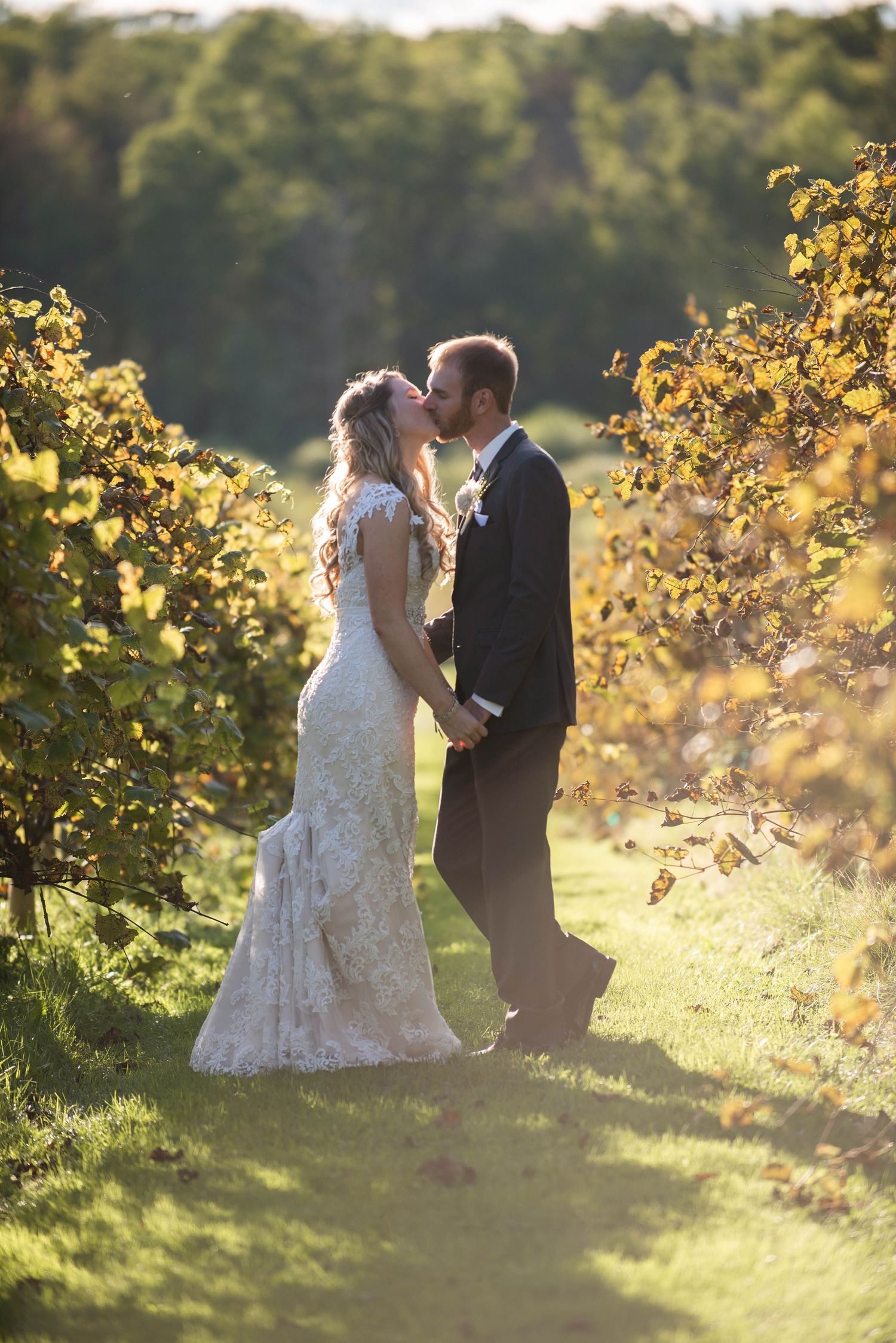 A romantic wedding portrait of a couple kissing in a sunlit vineyard at golden hour. Rum River Barn Milaca Minnesota Weddings